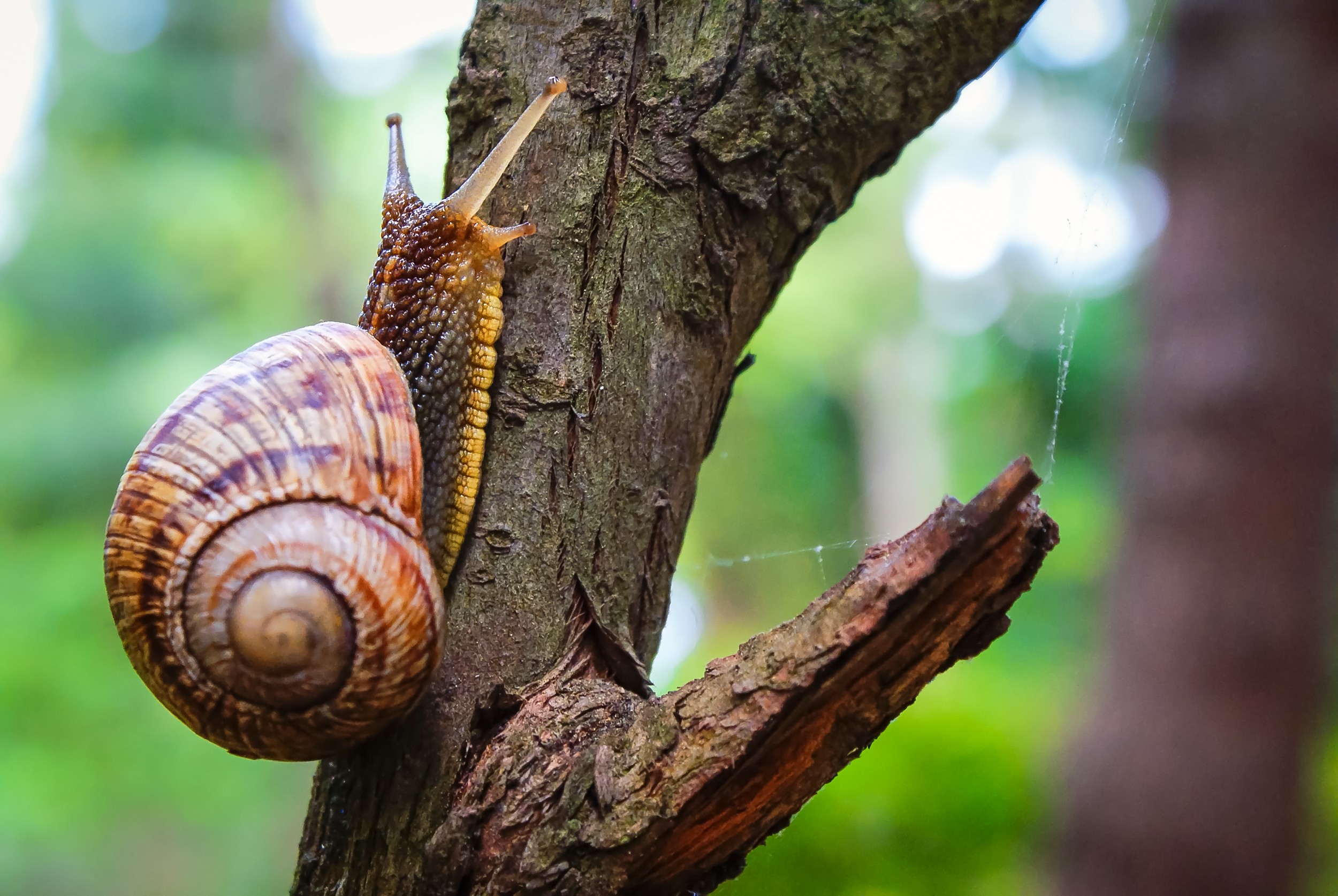 Gastr podes Classe Gastropoda  Biologia InfoEscola