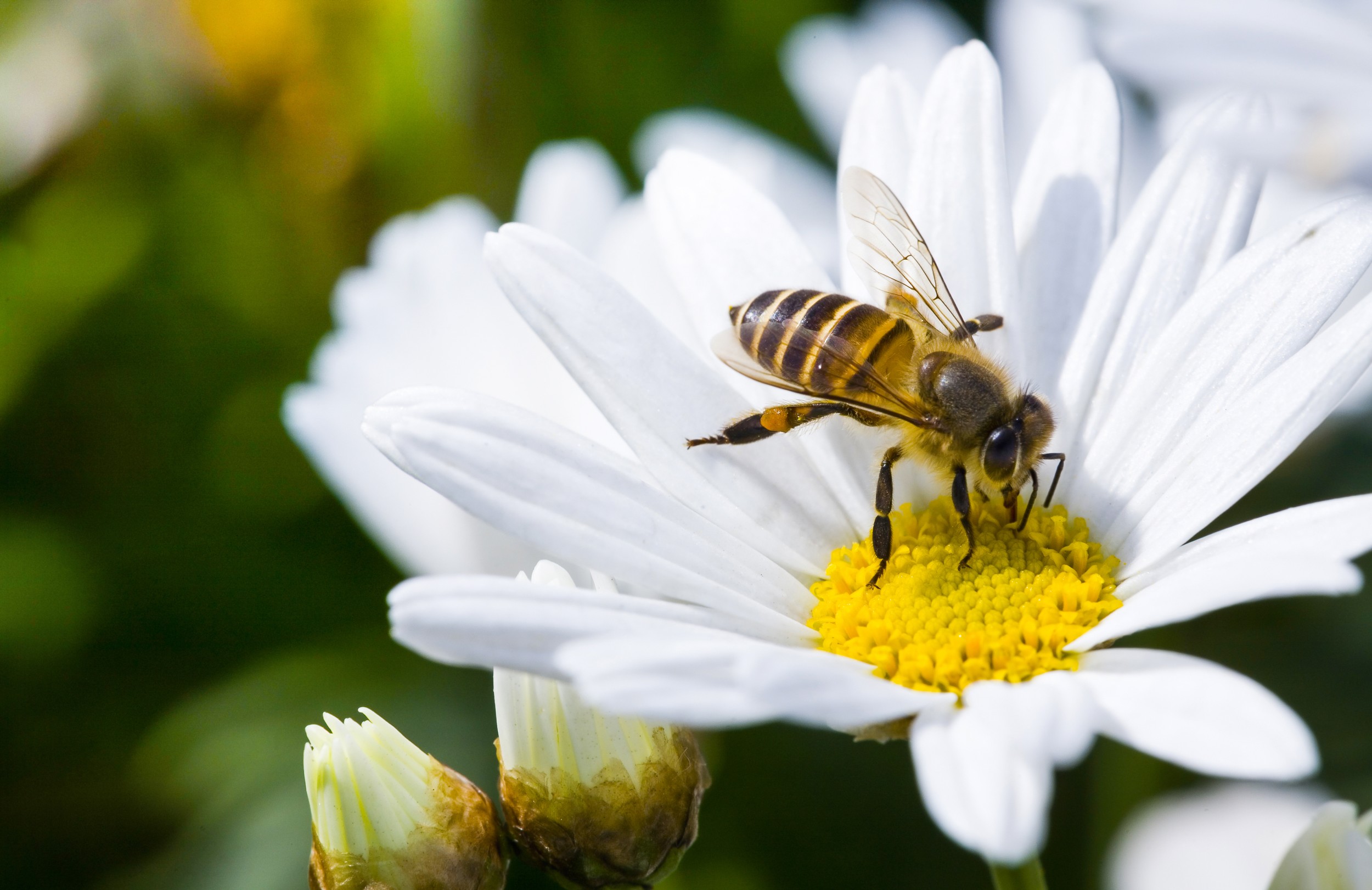 🐝 ABELHA RAINHA: SERÁ Que CONSEGUIMOS o PET LEGENDÁRIO mais