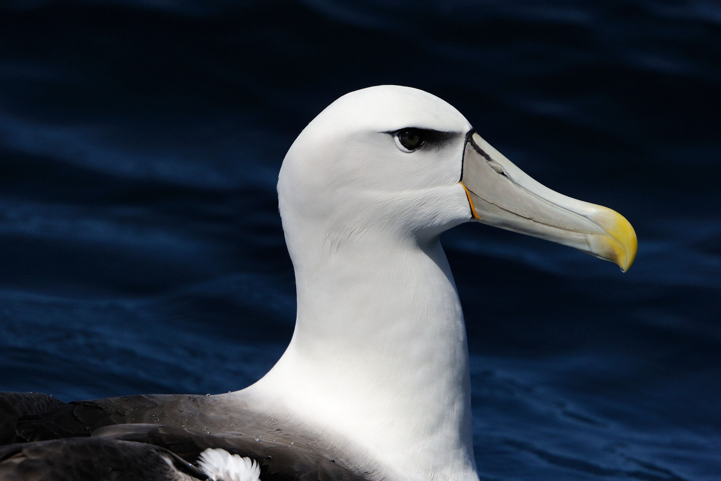 Albatroz-gigante está presente durante todo o ano em mares brasileiros