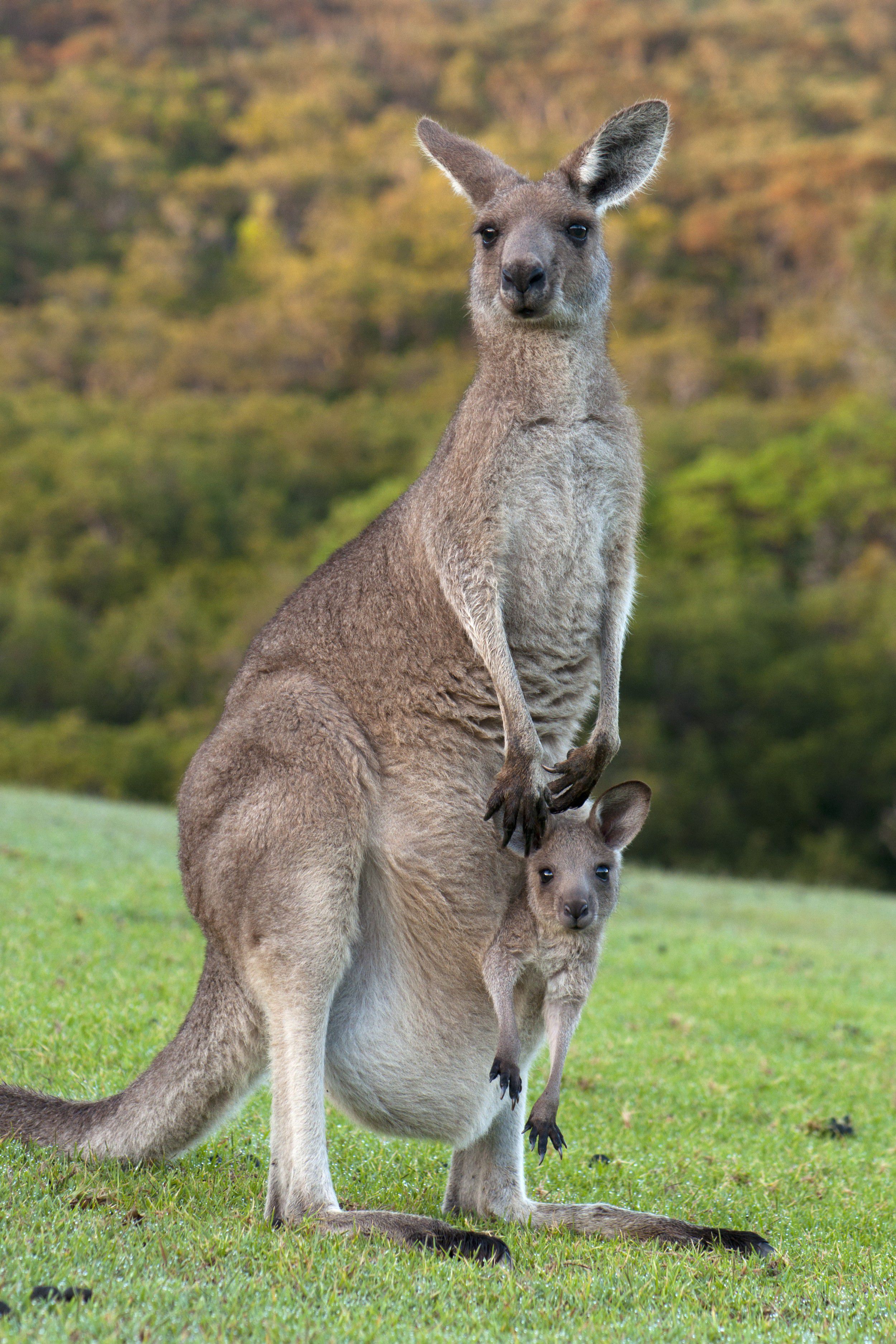 Marsupiais Animais Biologia InfoEscola Marsupiais Animais Biologia InfoEscola