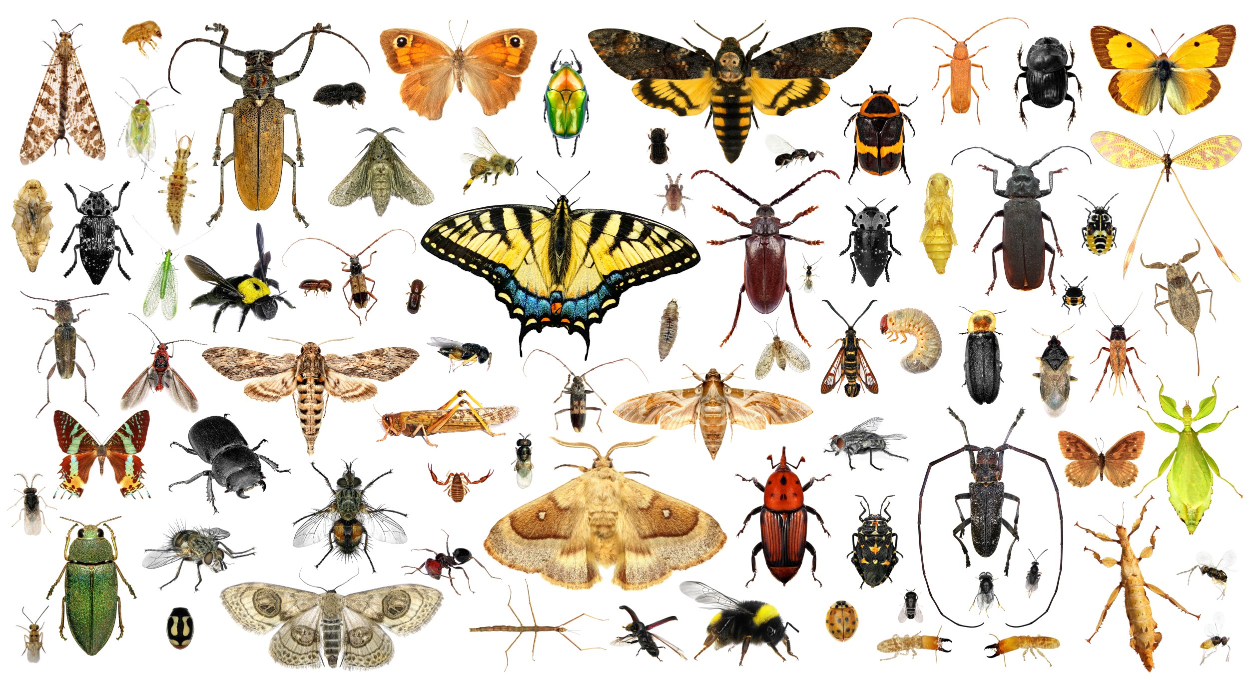Entomofagia – Wikipédia, a enciclopédia livre