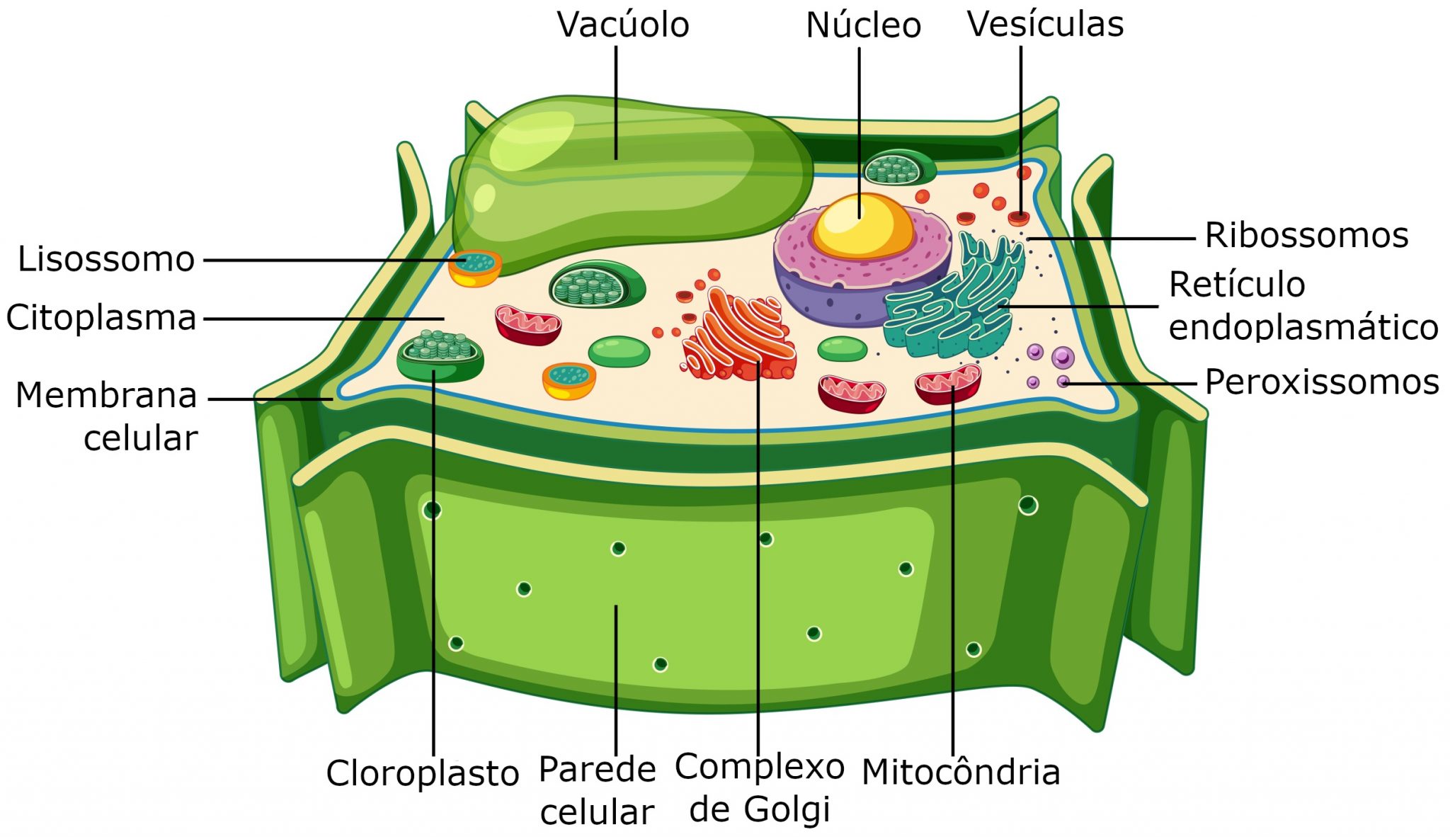 Estrutura Do Vacuolo Da Celula Vegetal Vacúolos A Célula