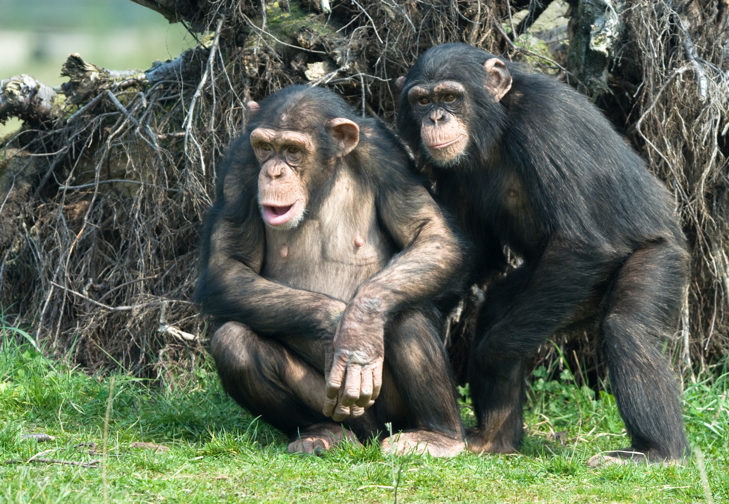 Chimpanzé chimpanzé macaco rosto cabeça macaco (Pan troglodytes) também  conhecido como um chimpanzé comum fotos, imagens de © cheekylorns2 #61296459