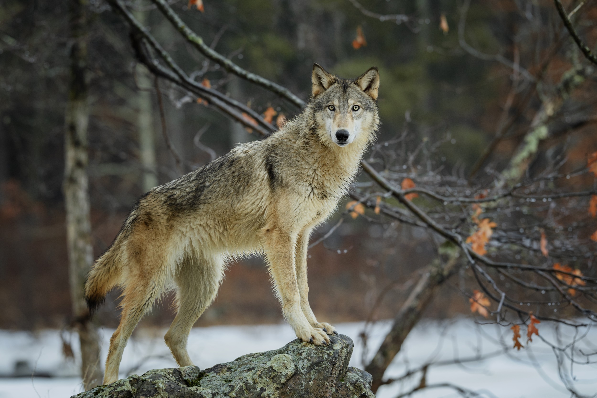 Lobo - características, fotos, espécies de lobos - Animais - InfoEscola