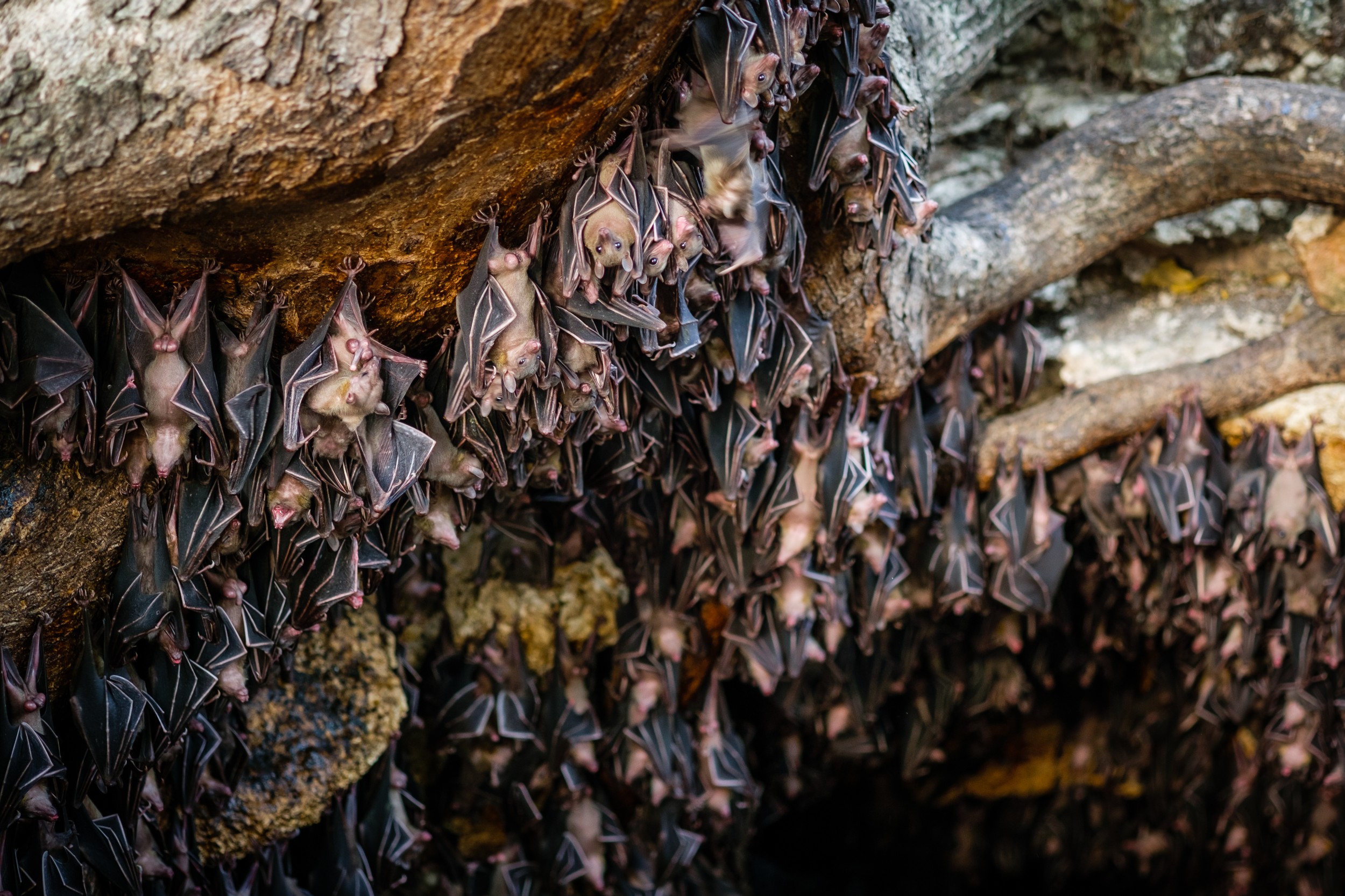 Обитание летучих мышей. Храм летучих мышей на Бали. Пещеры летучих мышей Филиппины. Саблинские пещеры летучие мыши. Стая летучих мышей.