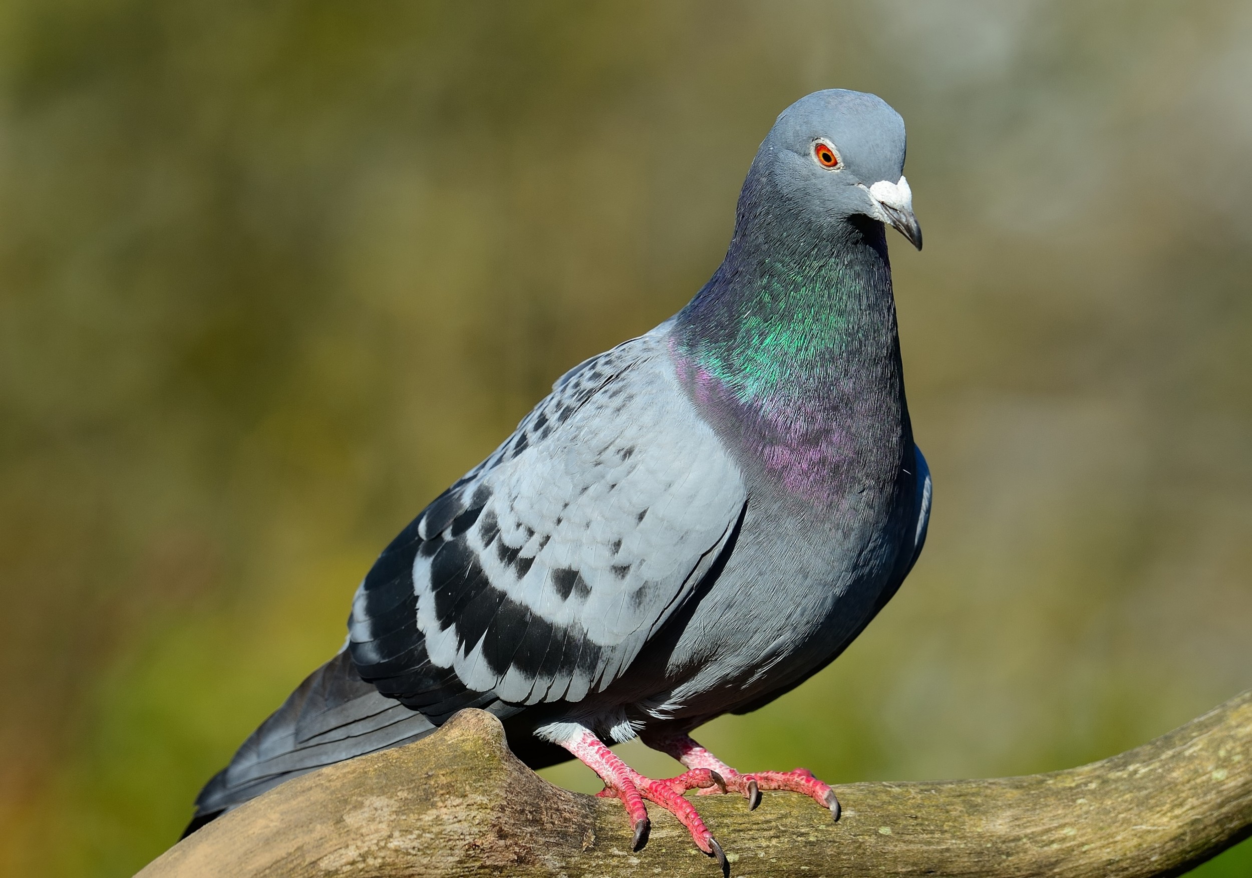 Pombo-comum - Aves - InfoEscola