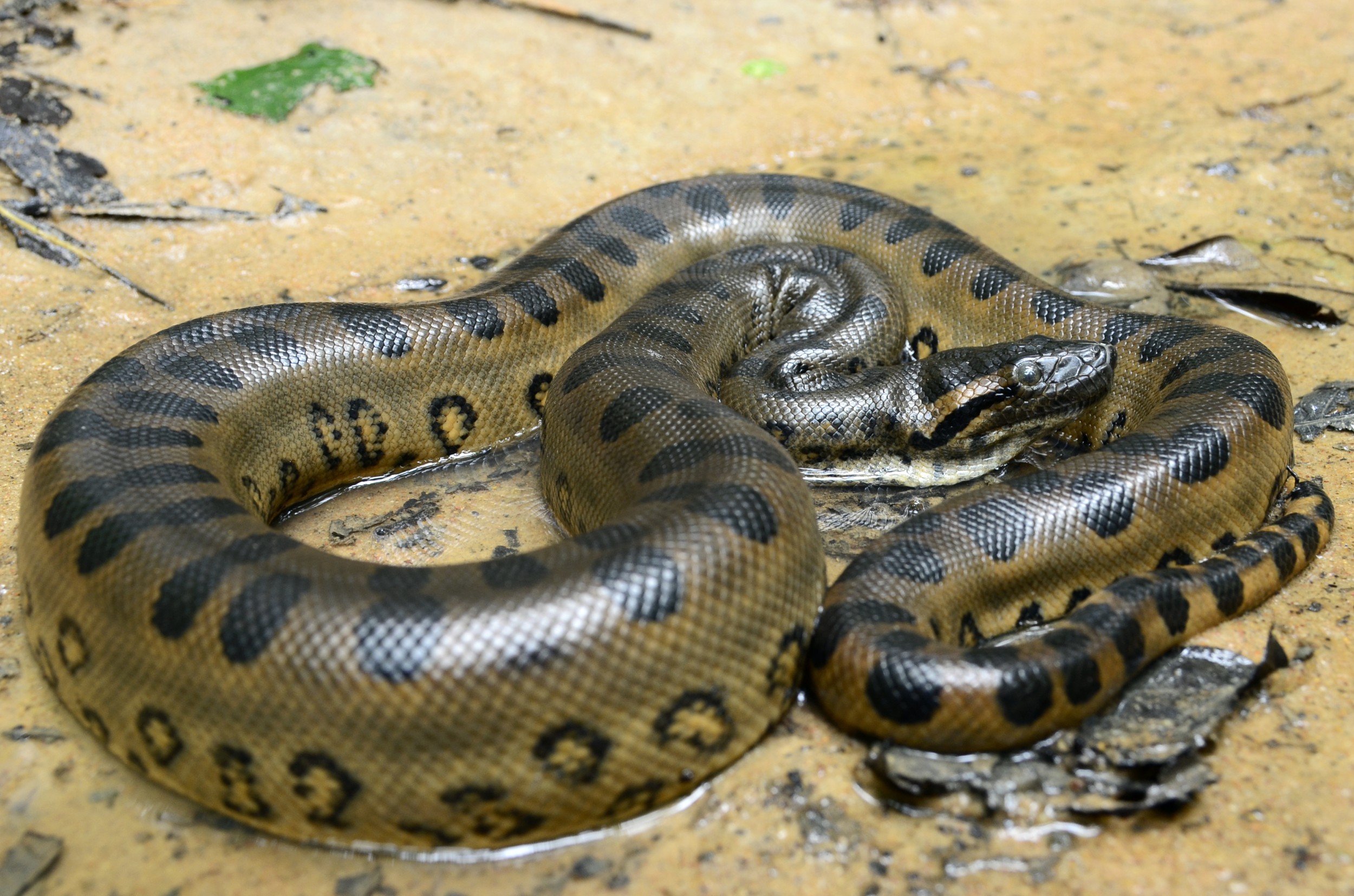 Cobra. As características das cobras e serpentes peçonhentas