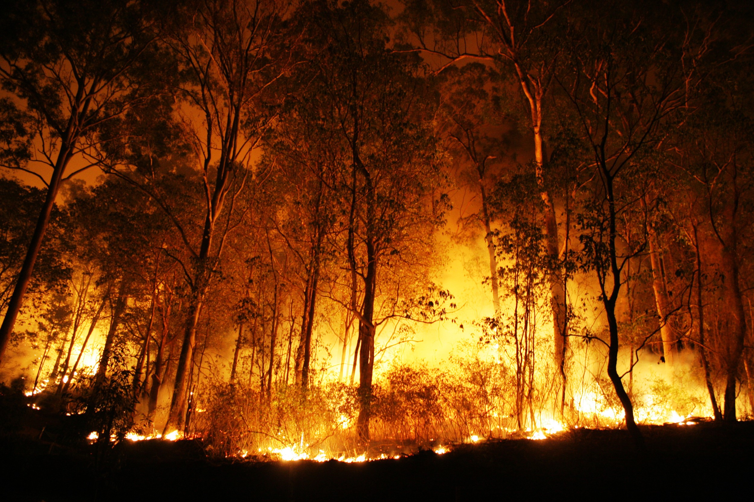 Incêndio florestal - Ecologia - InfoEscola