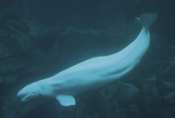 Baleia branca ou Beluga (Delphinapterus leucas). Foto de Greg Hume / via Wikimedia Commons / CC-BY-SA 3.0
