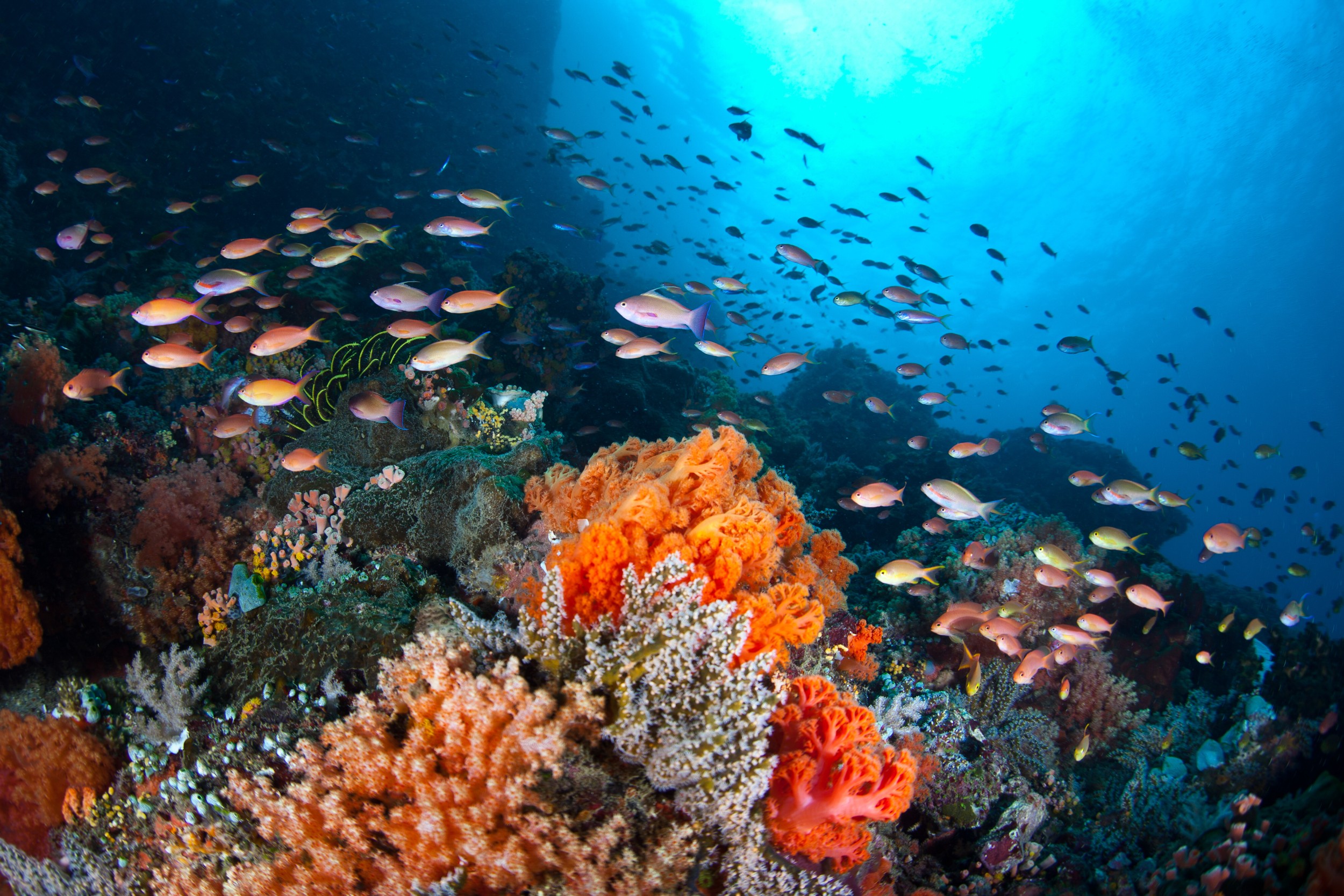 Коралловый риф отзывы. Раджа Ампат кораллы. Коралловый риф Раджа-Ампат. Карибы риф. Риф Туббатаха Филиппины.