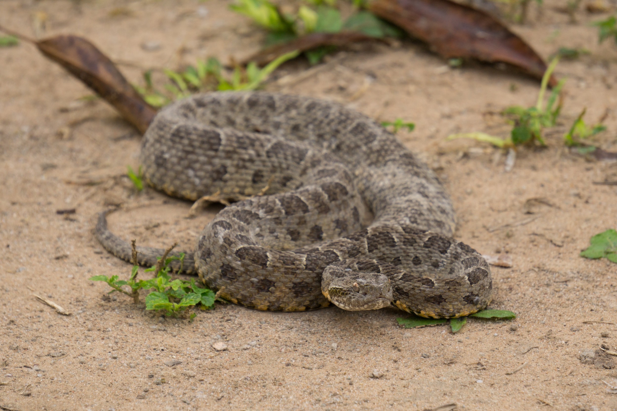 Jararaca é venenosa? Conheça espécie de cobra mais comum no Brasil