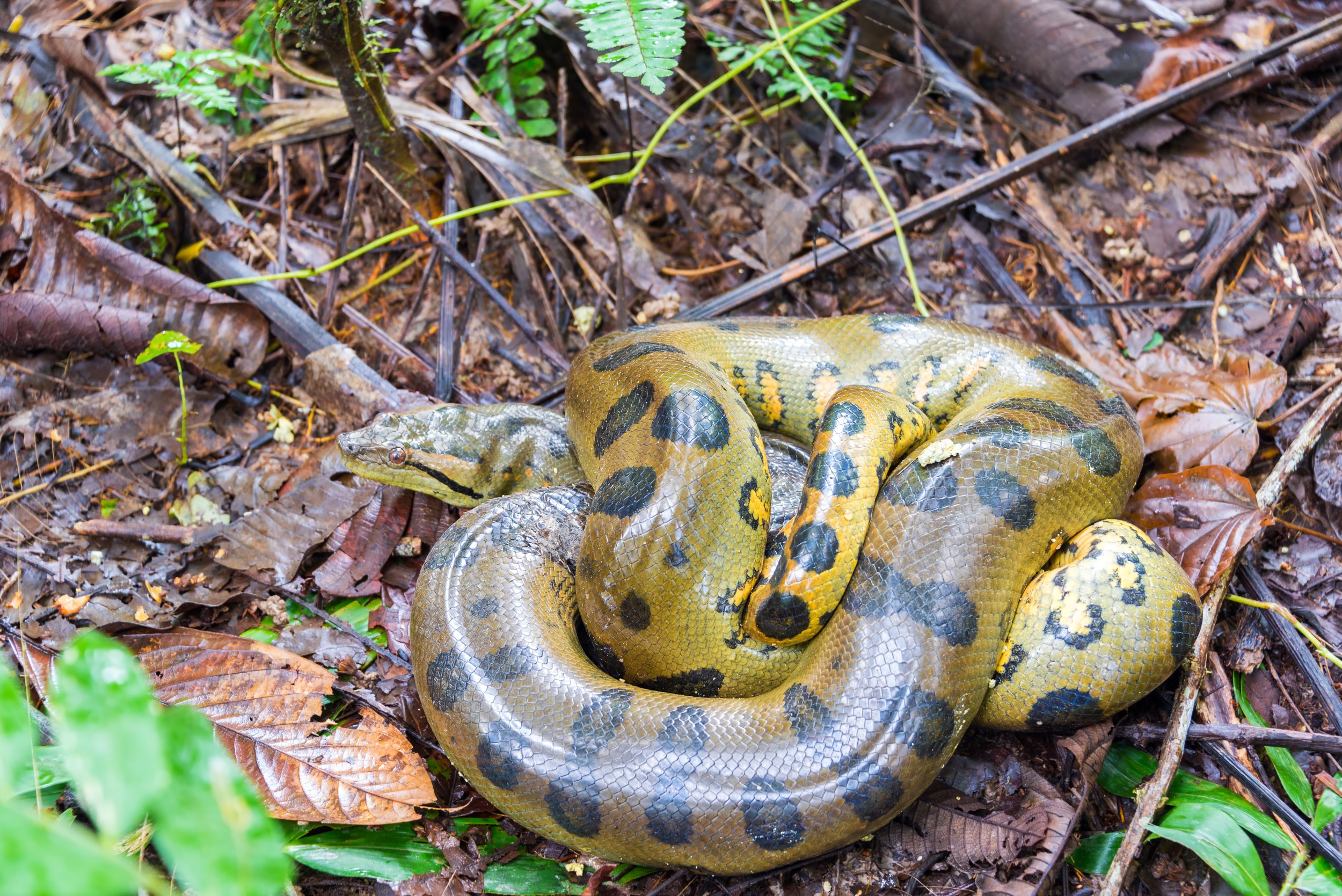 Serpentes - características, espécies, reprodução, alimentação - Biologia -  InfoEscola