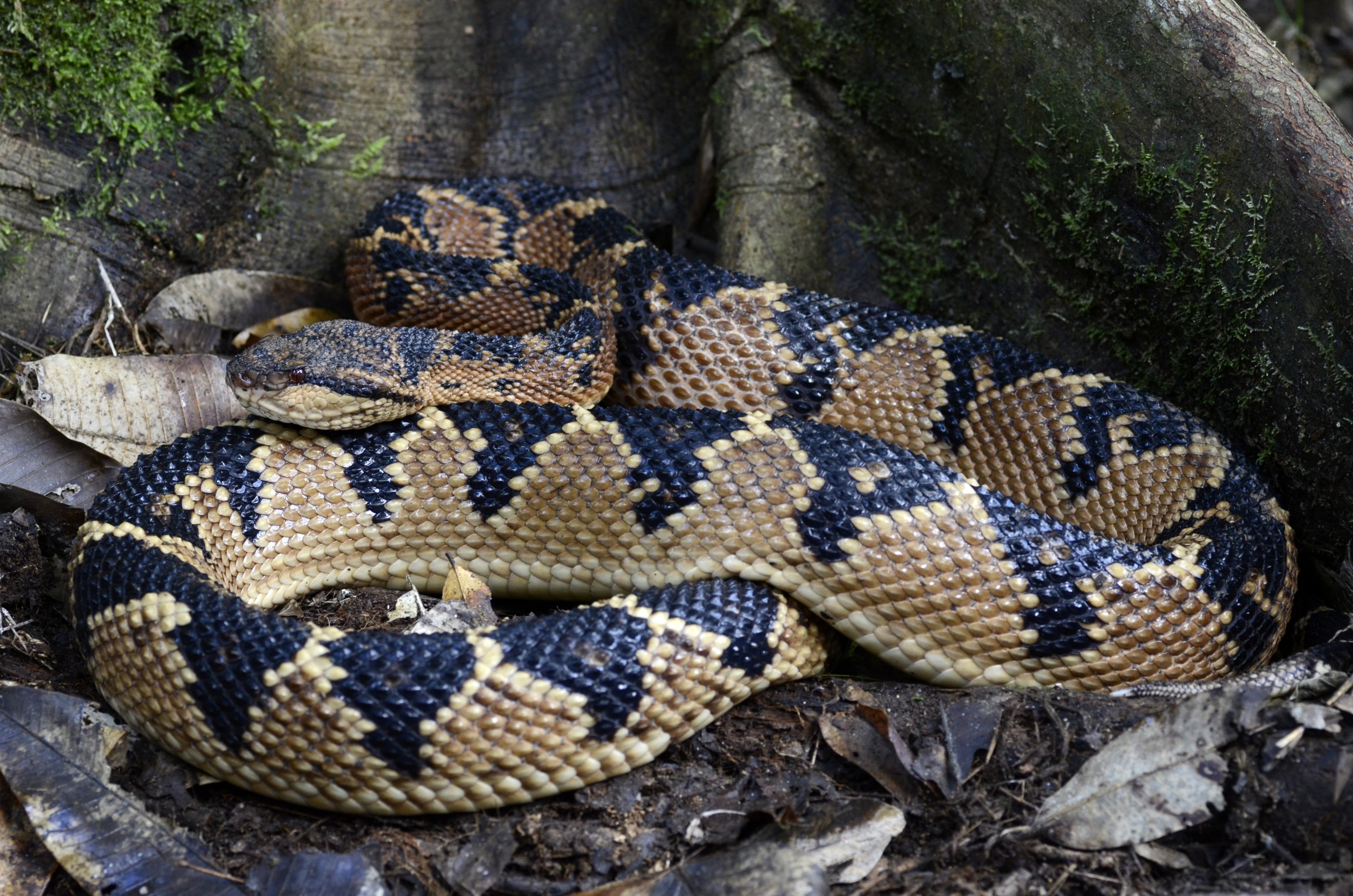 Surucucu - características, ecologia - Cobras - InfoEscola