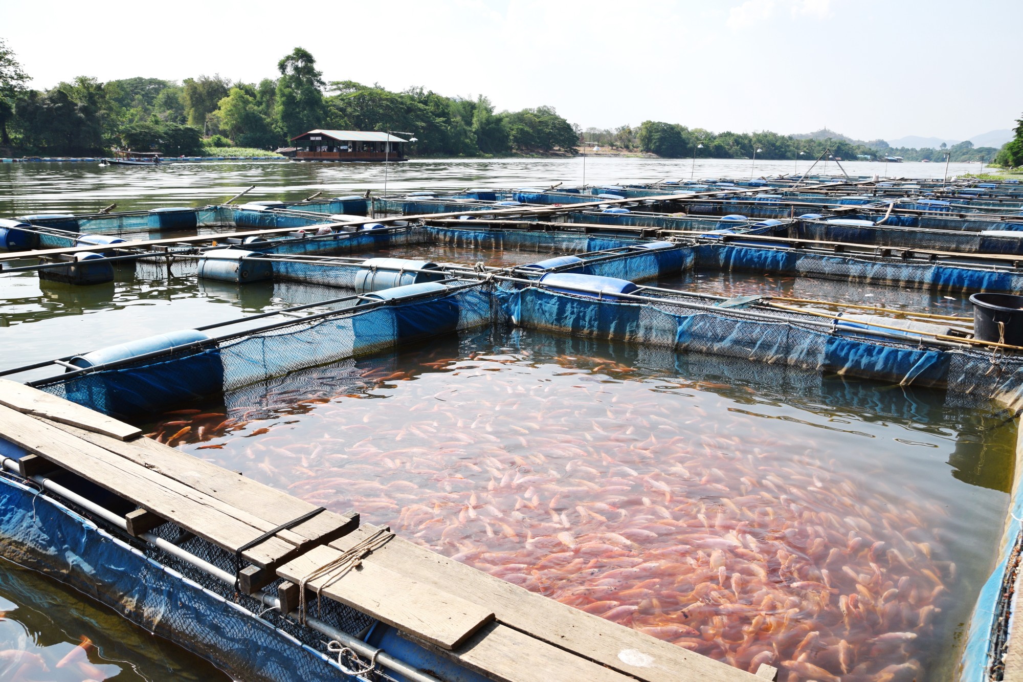 Agência ALESC  Cultivo de peixes pode dar lucro de R$ 1 por kg produzido