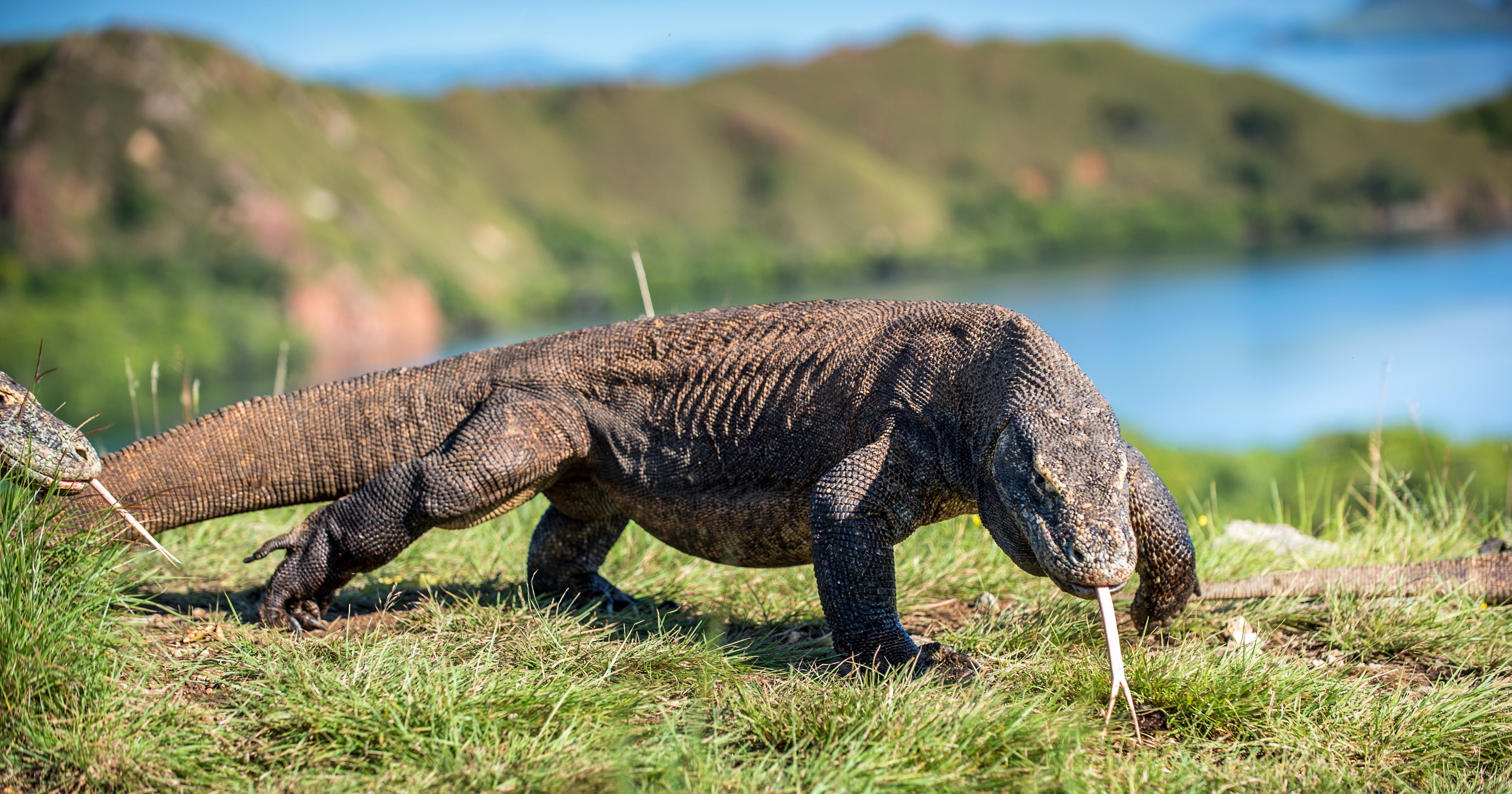 dragao-de-komodo-597835604.jpg