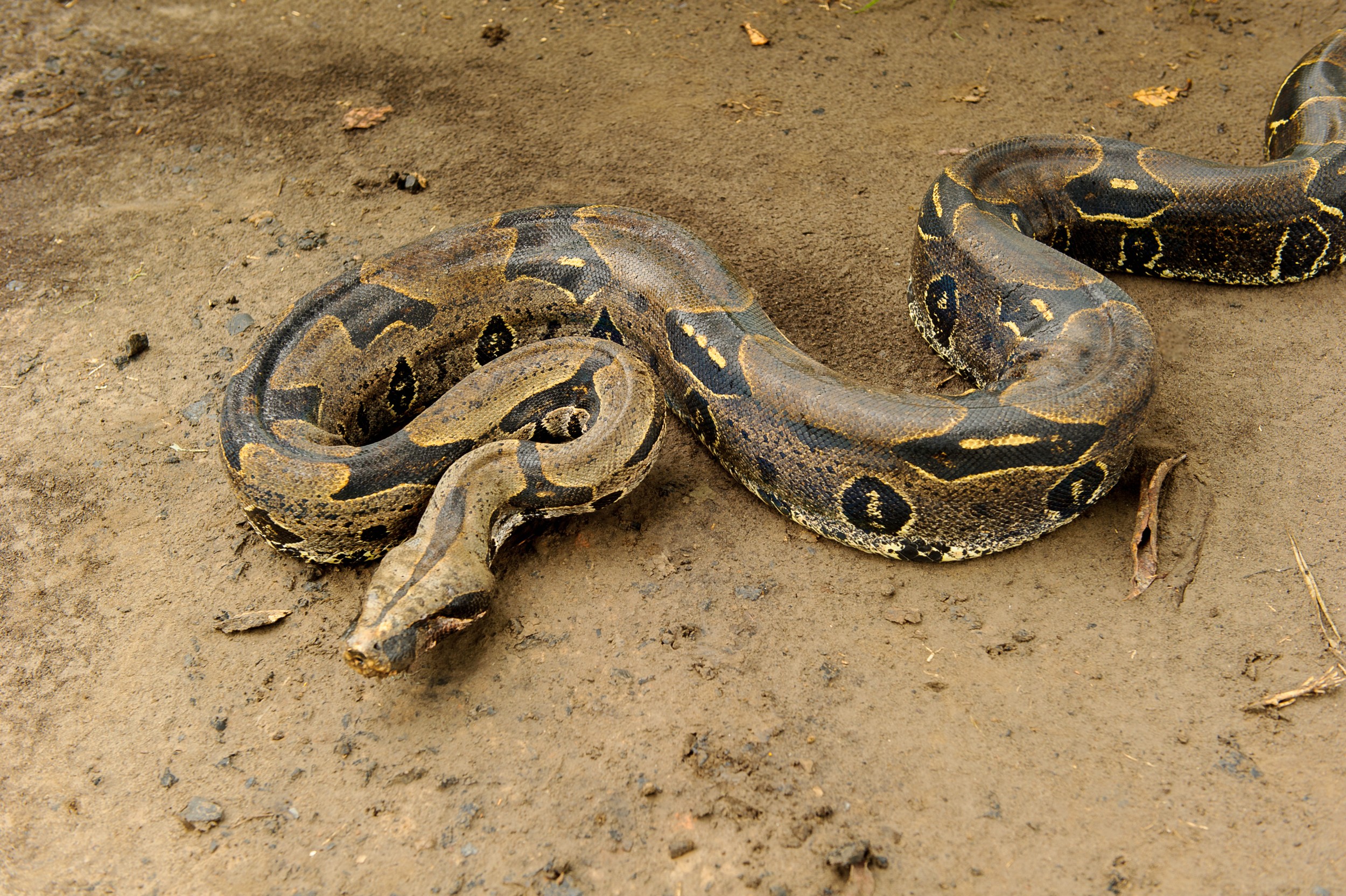 Imagens De Cobras Não Venenosas - Cobras são o grupo de vertebrados ...