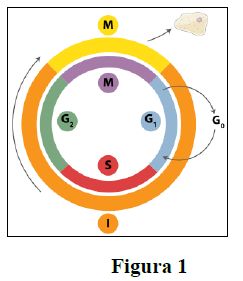 Divisão celular - Biologia - InfoEscola