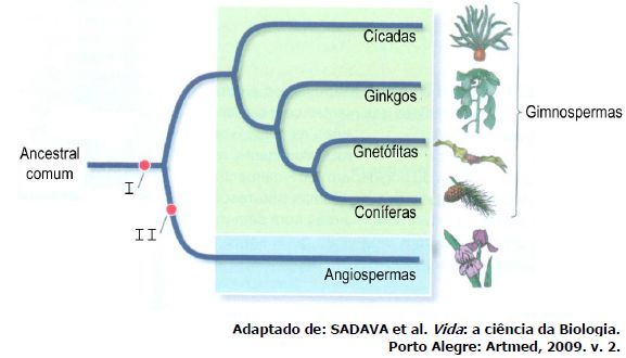 AS PLANTAS NÃO ESTÃO INDEFESAS - o sistema imune das plantas