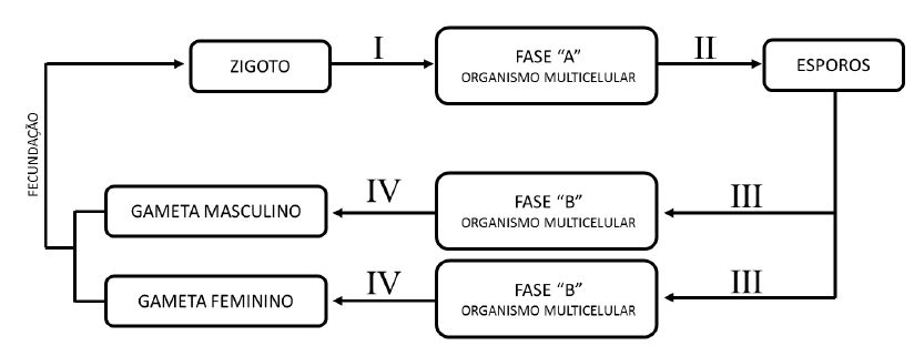 Trabalho de biologia divisão celular