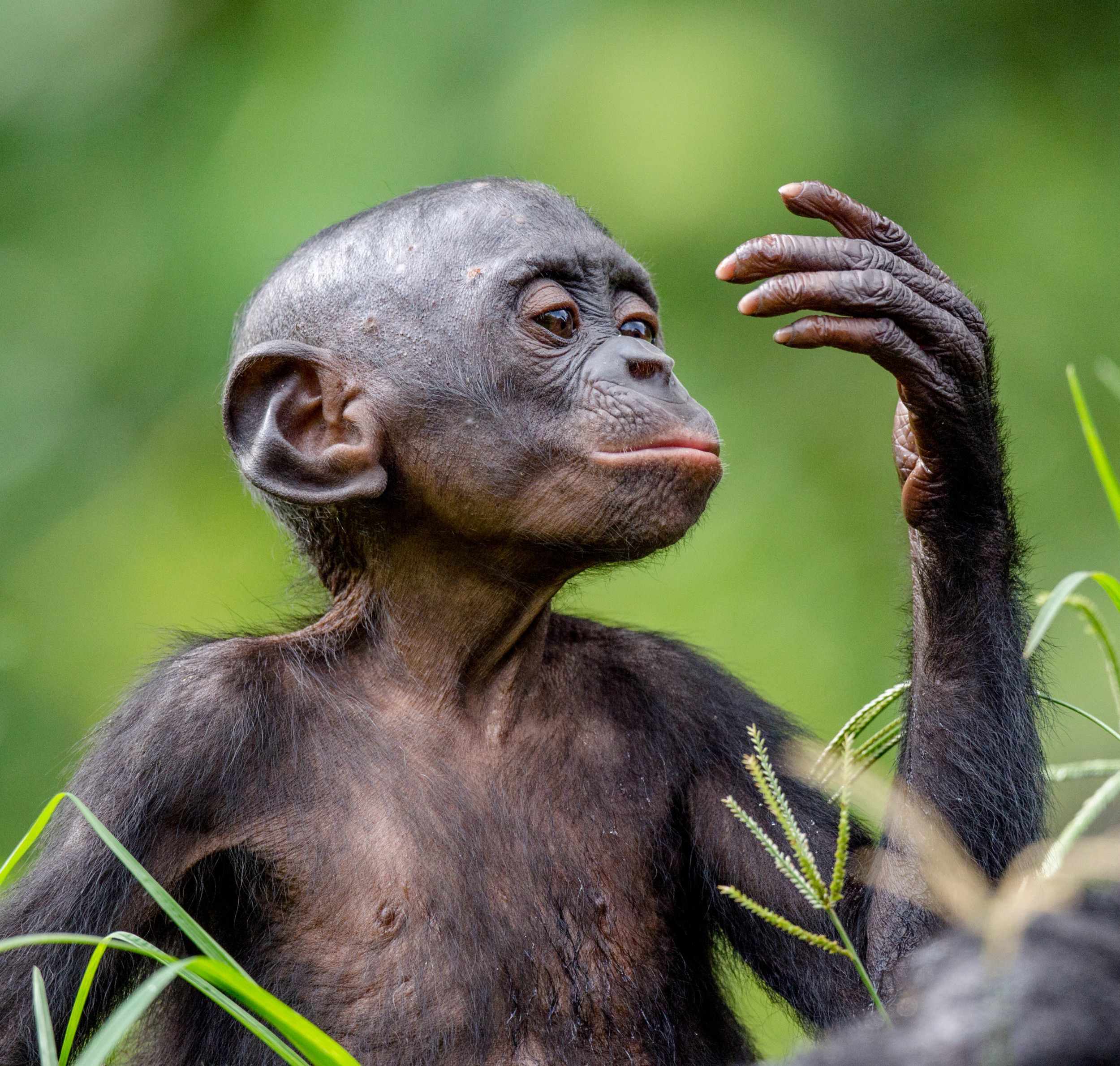 G1 - Mapa genético do macaco bonobo é 98,7% igual ao humano, diz