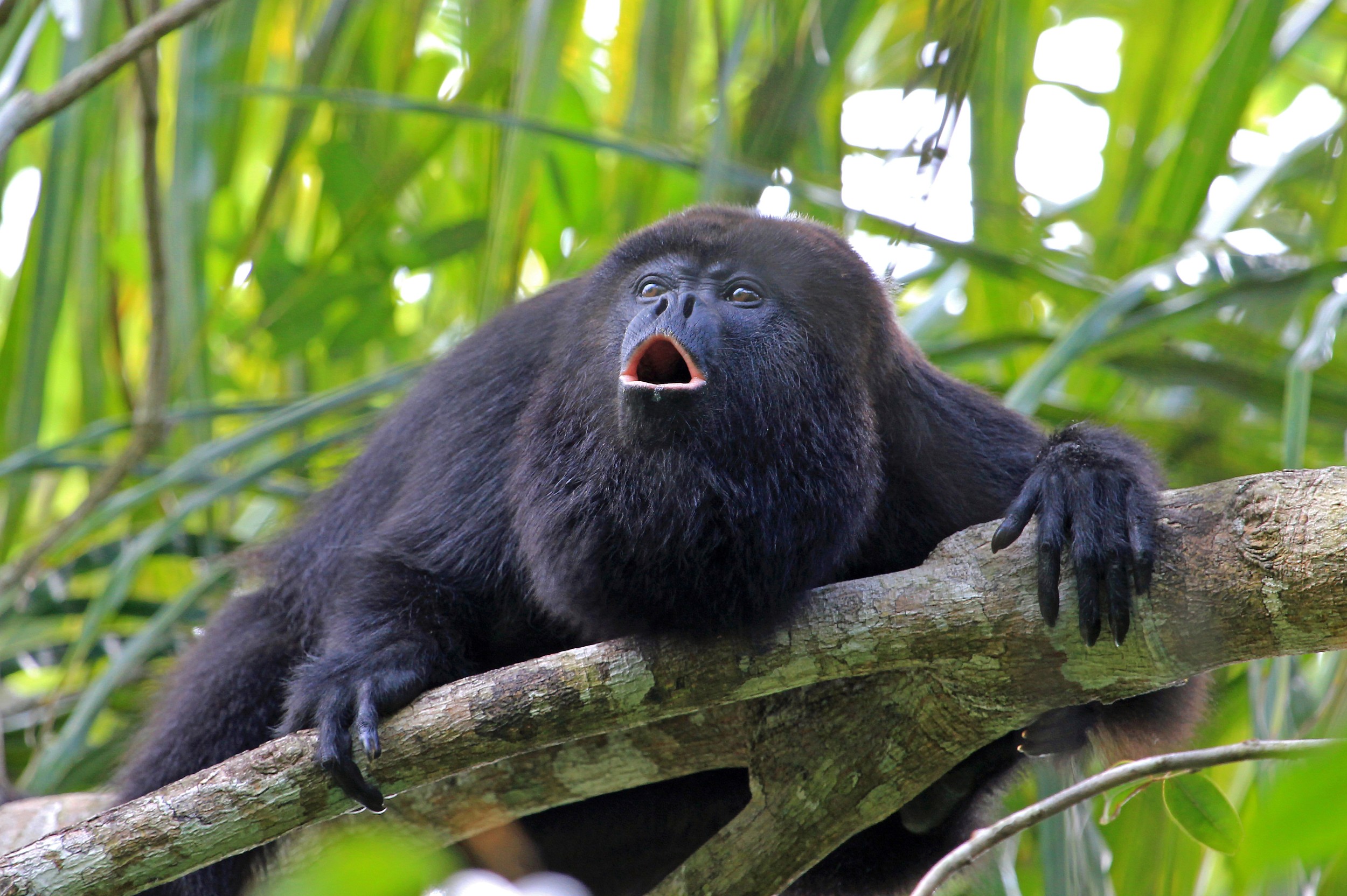 Macacos de bebê Macaco-aranha marrom Primata, macaco dos desenhos