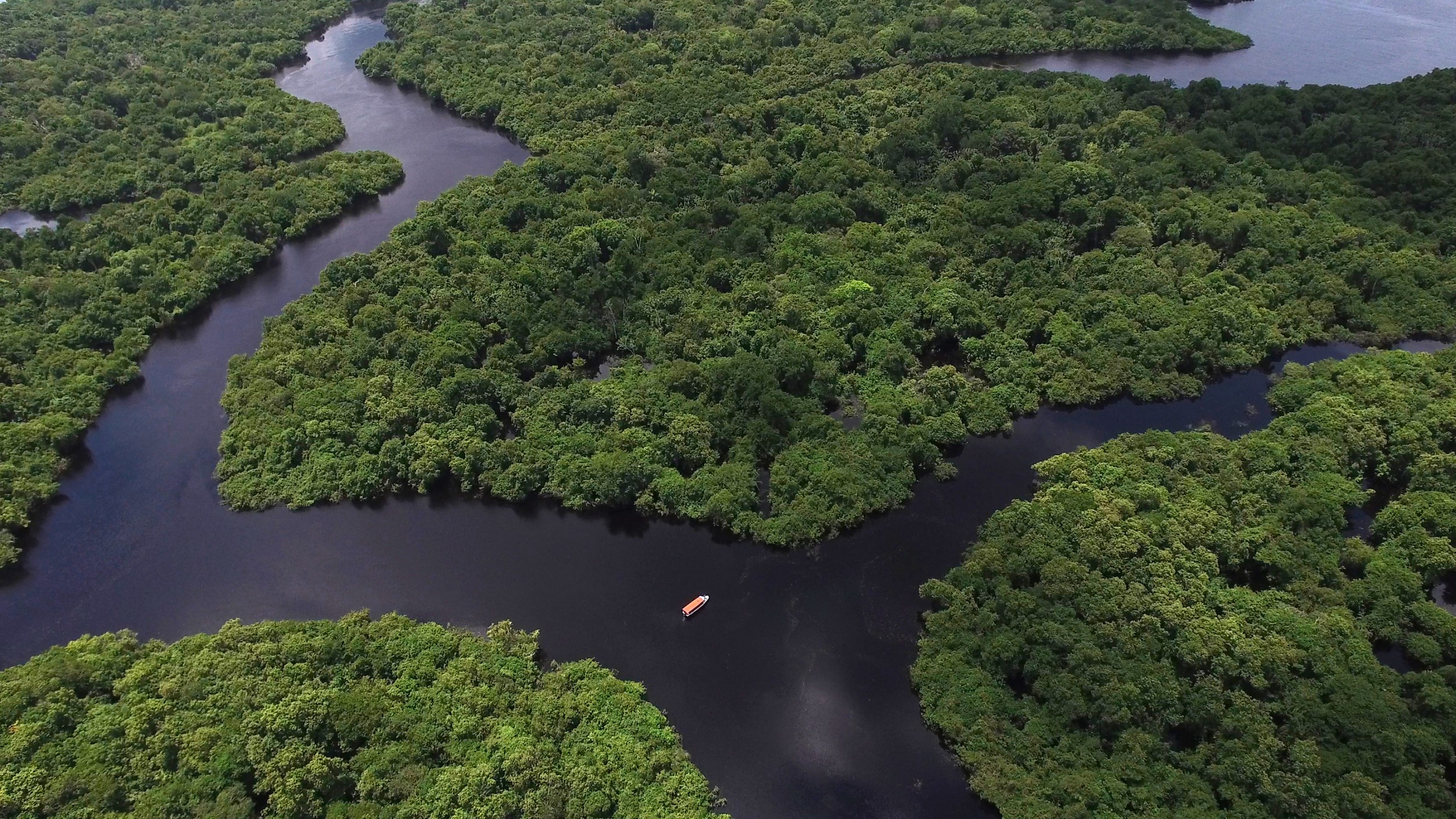 Resultado de imagem para IMAGEM PARA A FLORESTA AMAZÔNICA