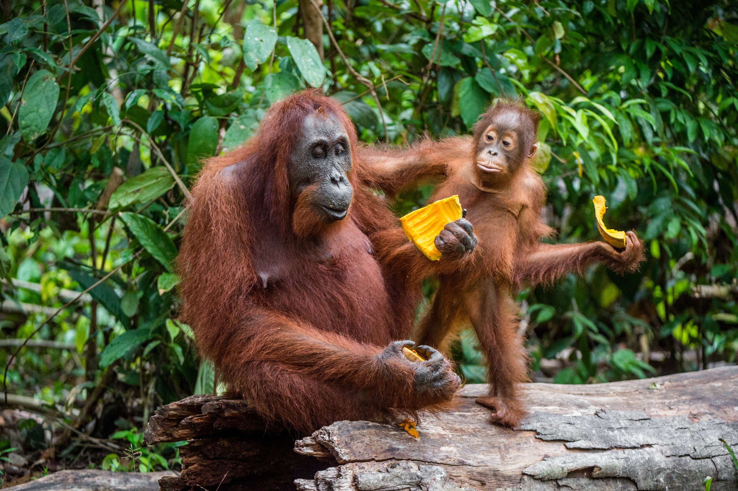 Chimpanzé - características, foto, informações - Animais - InfoEscola