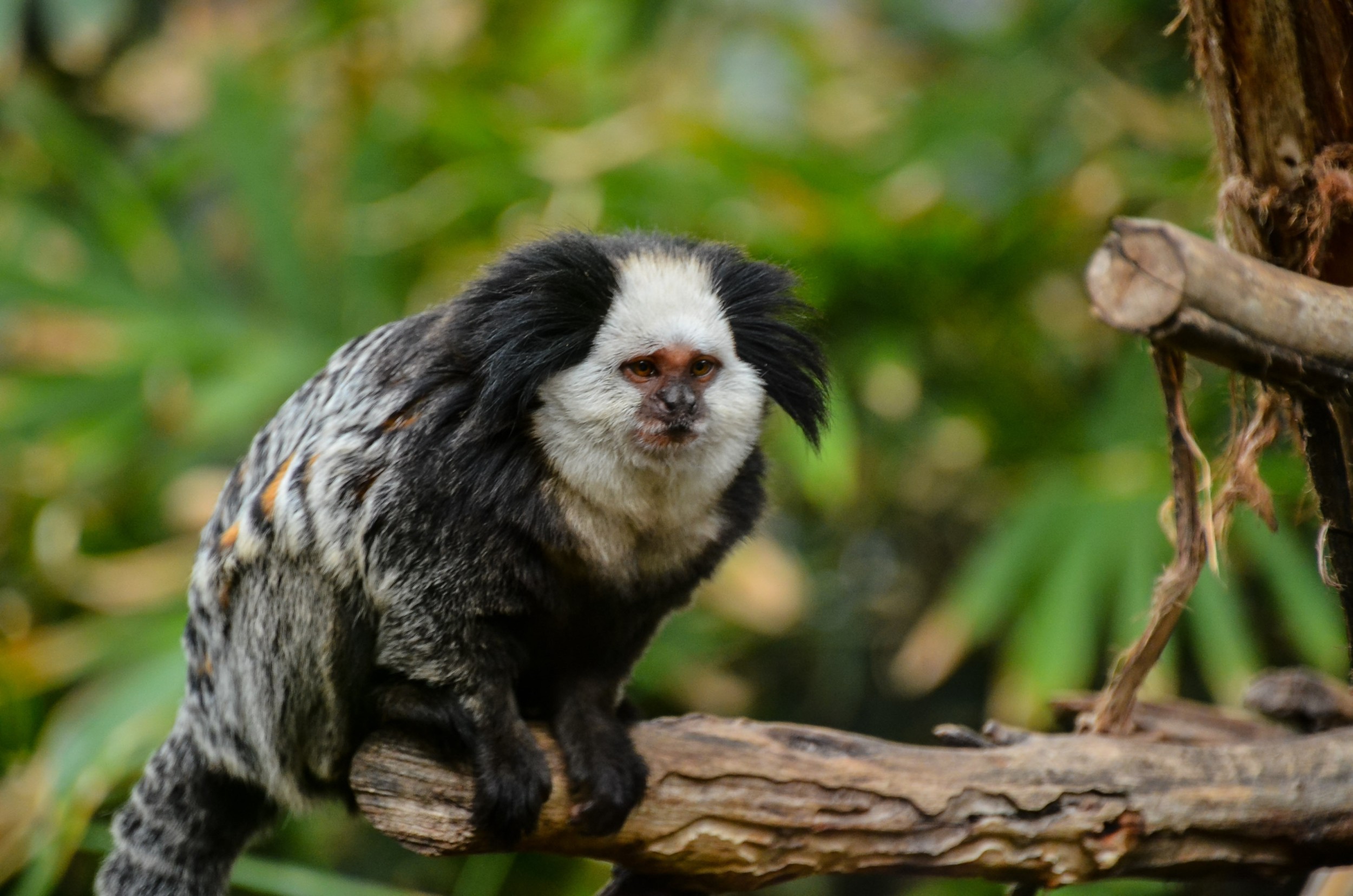 Sagui de tufo branco callithrix jacchus pequeno macaco que habita as  florestas brasileiras