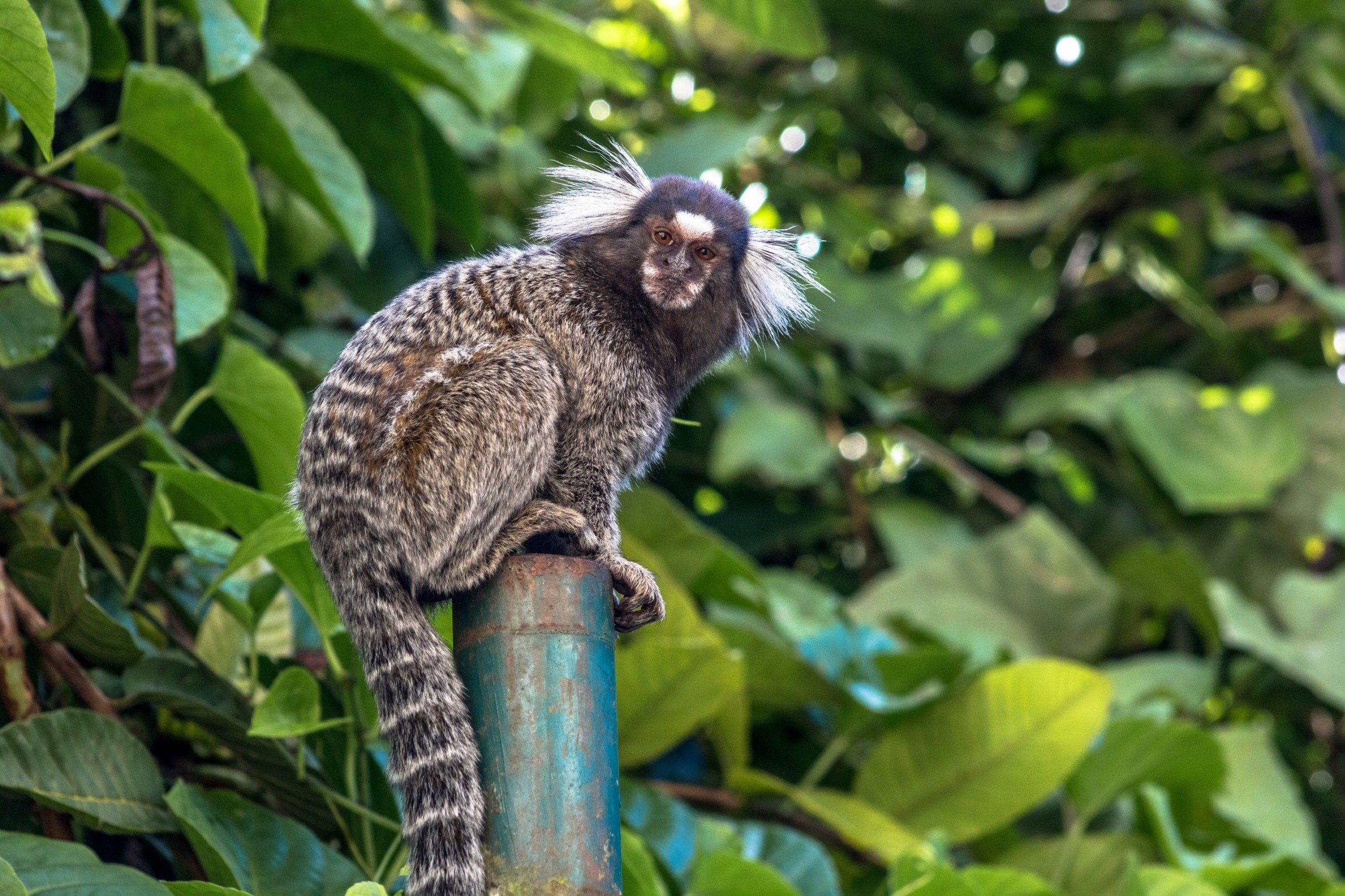 Macaco Sagui - Jaraguá do Sul 