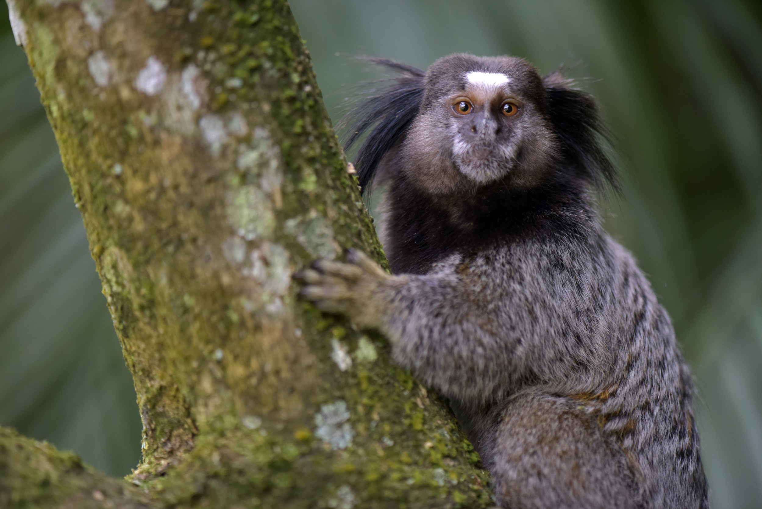 Sagui de tufo branco callithrix jacchus pequeno macaco que habita as  florestas brasileiras