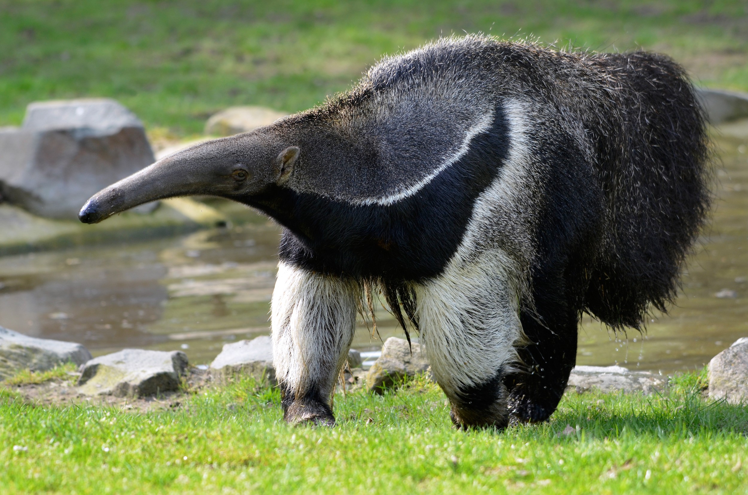 Tamandua