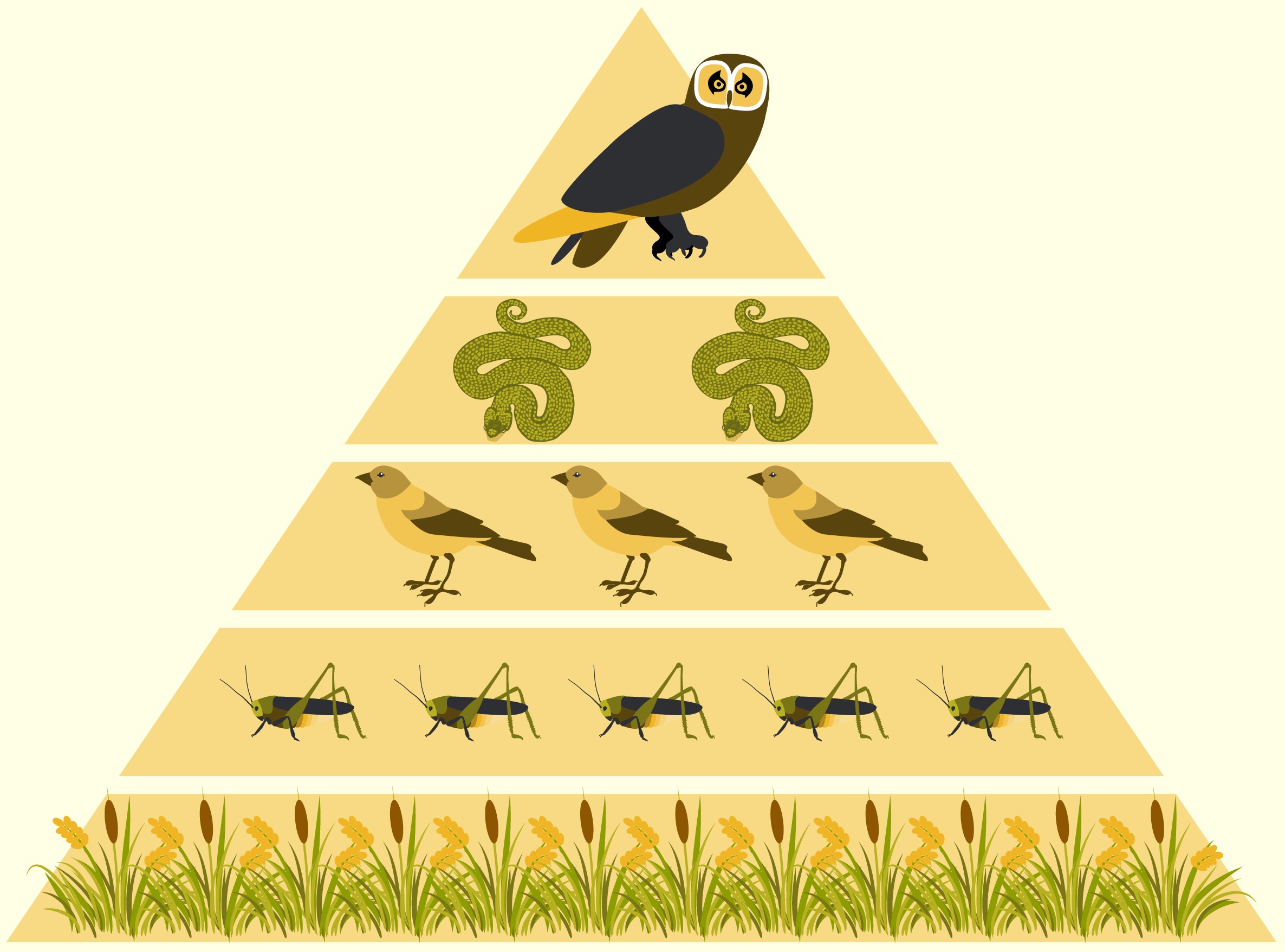Экологическая пирамида биоценоза. Трофические цепи пищевая пирамида. Экологическая пирамида. Пищевая пирамида экосистемы. Пищевые пирамиды в экологии.