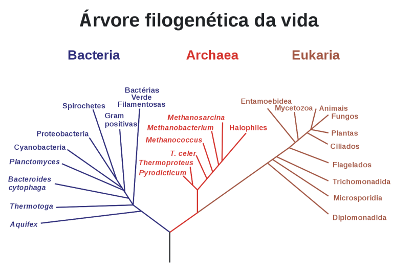 Ancestral comum - Evolução - Biologia - InfoEscola
