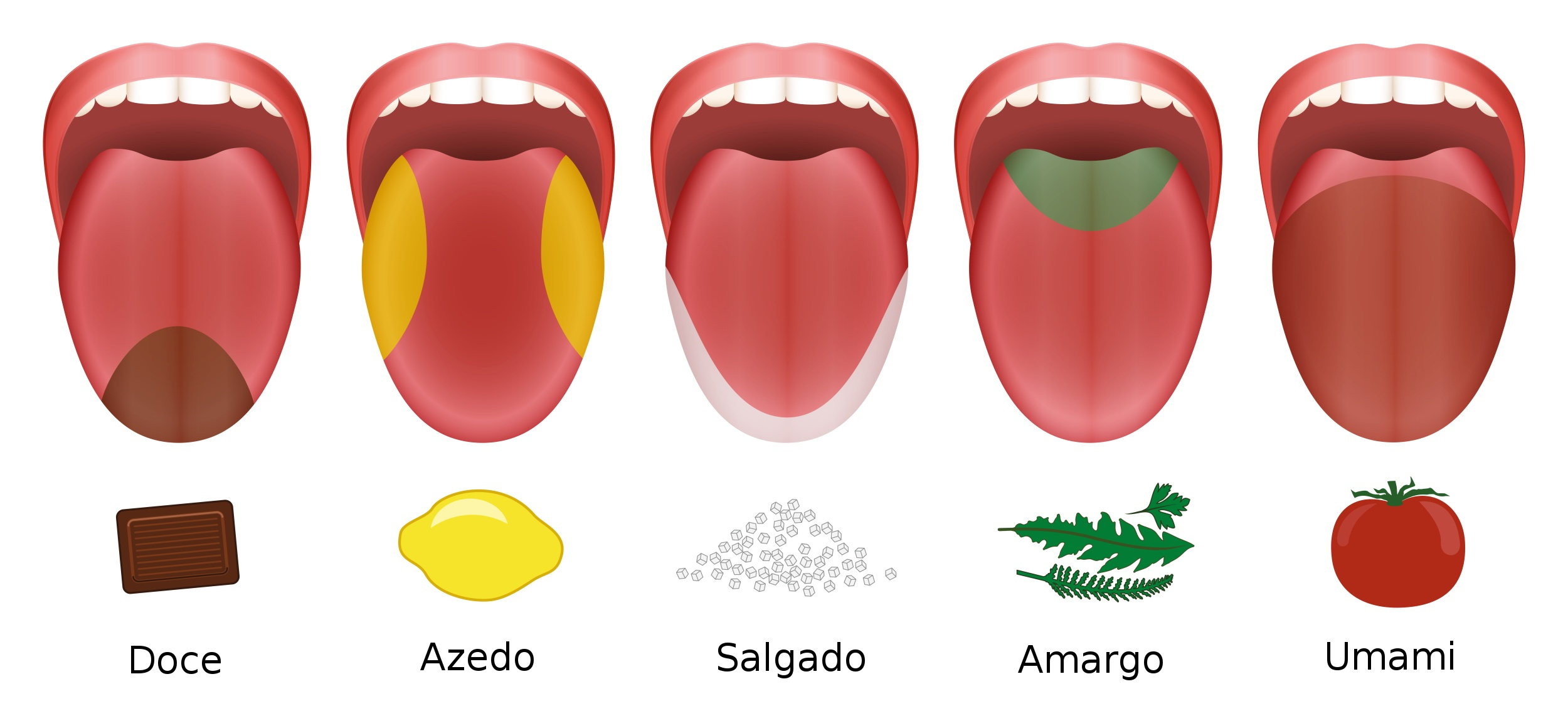 Tipos De Papilas Gustativas