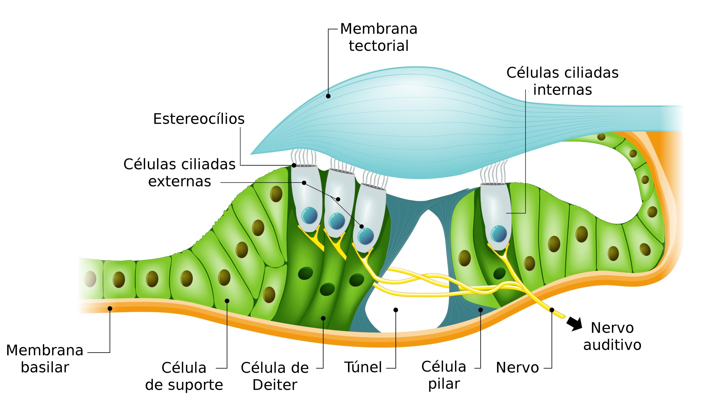 Estrutura básica do aparelho auditivo retroauricular analógica