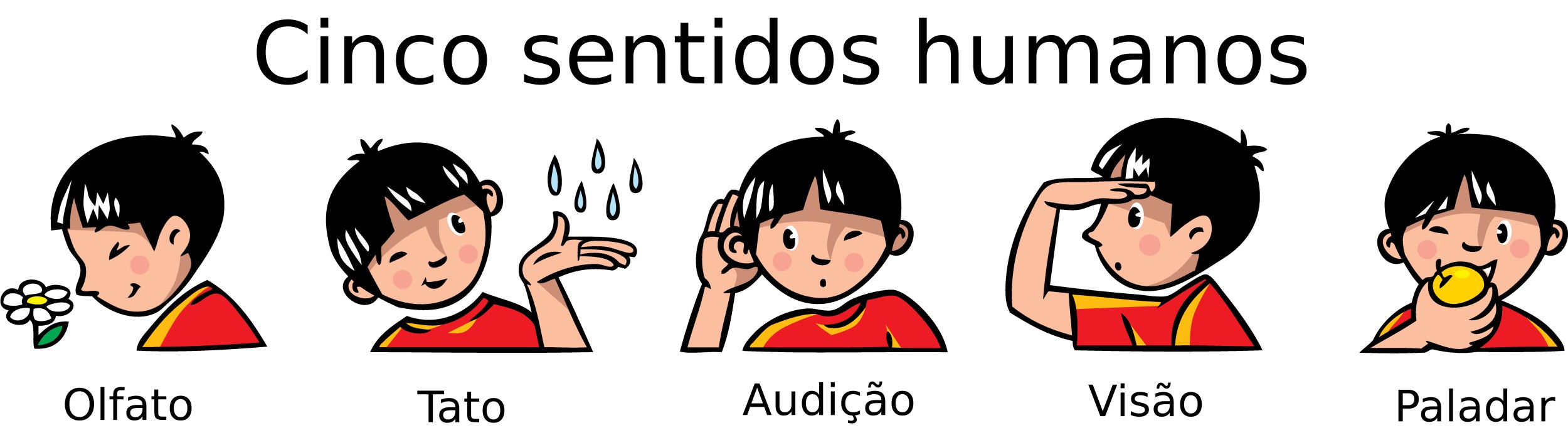 Sistema sensorial - cinco sentidos humanos - Biologia - InfoEscola