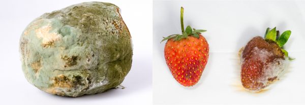 Mofo e bolor - Fungos - Biologia - InfoEscola