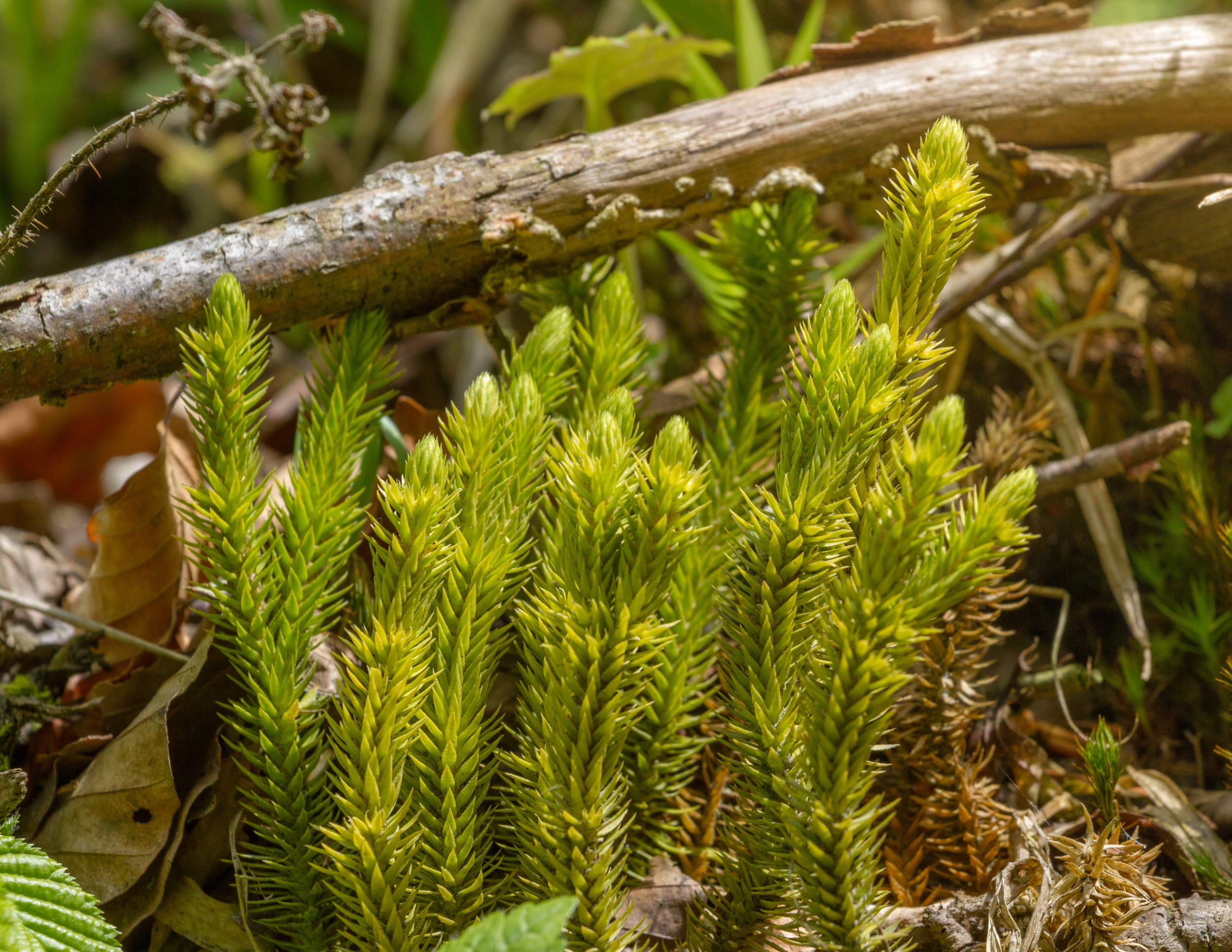 Plantas vasculares - Traqueófitas - Biologia - InfoEscola