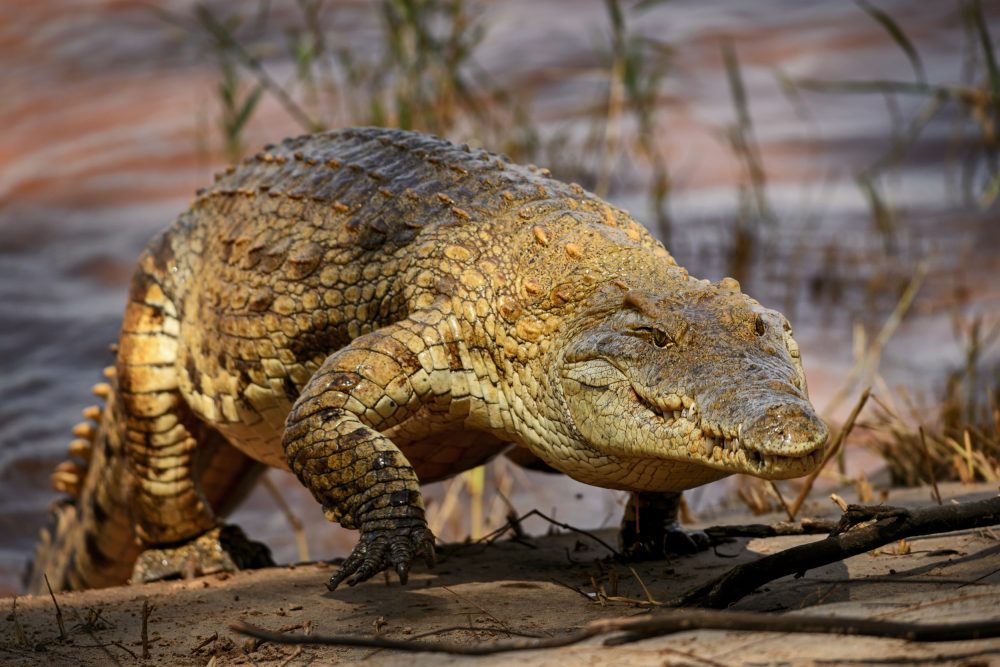 Crocodilo-do-nilo - características, alimentação, reprodução, fotos ...