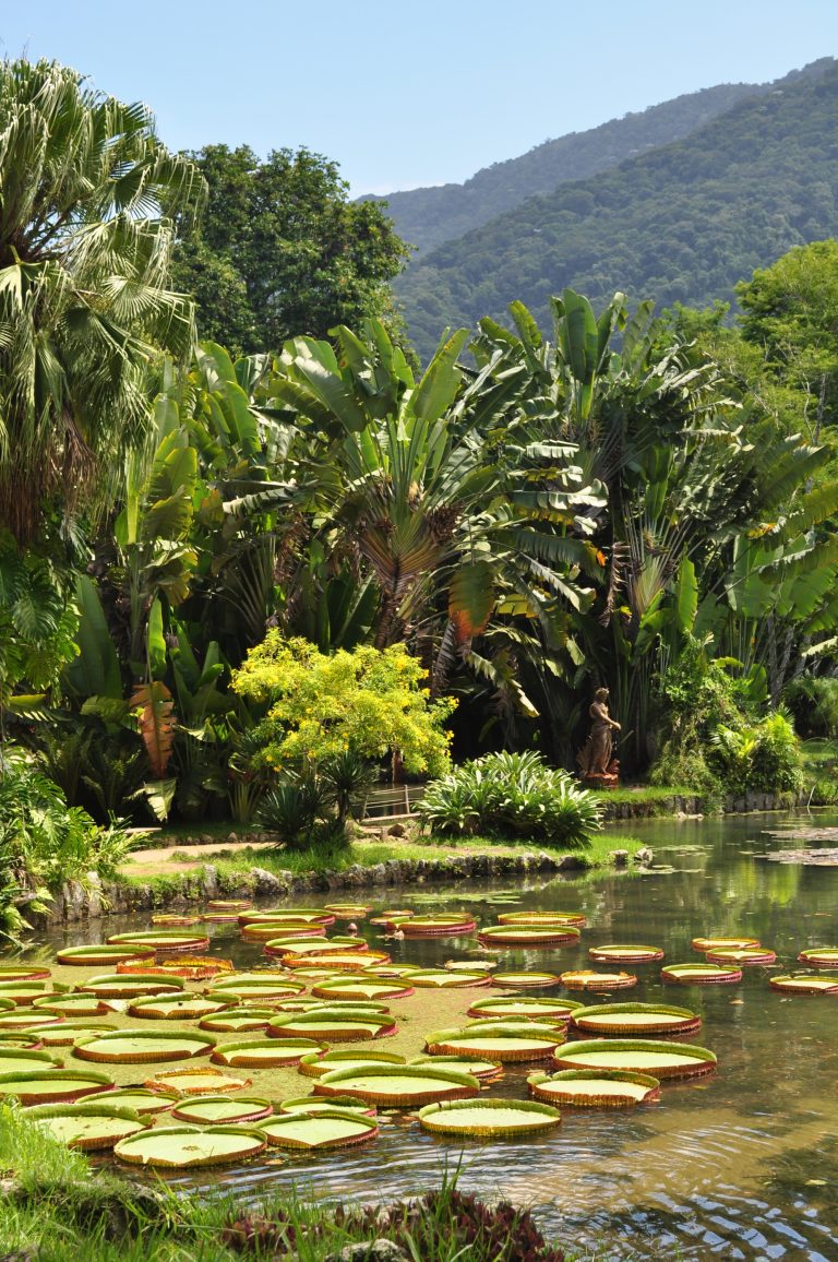 Jardim Botânico do Rio de Janeiro história, fotos, atividades InfoEscola Jardim Botânico do Rio de Janeiro história, fotos, atividades InfoEscola