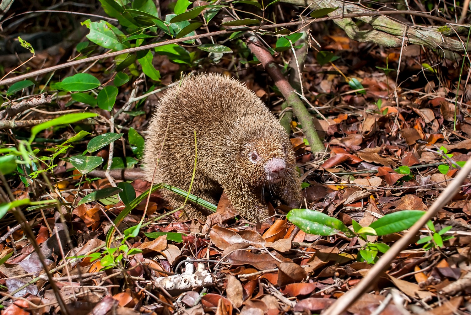 Bonitinho desenho de capivara pulando