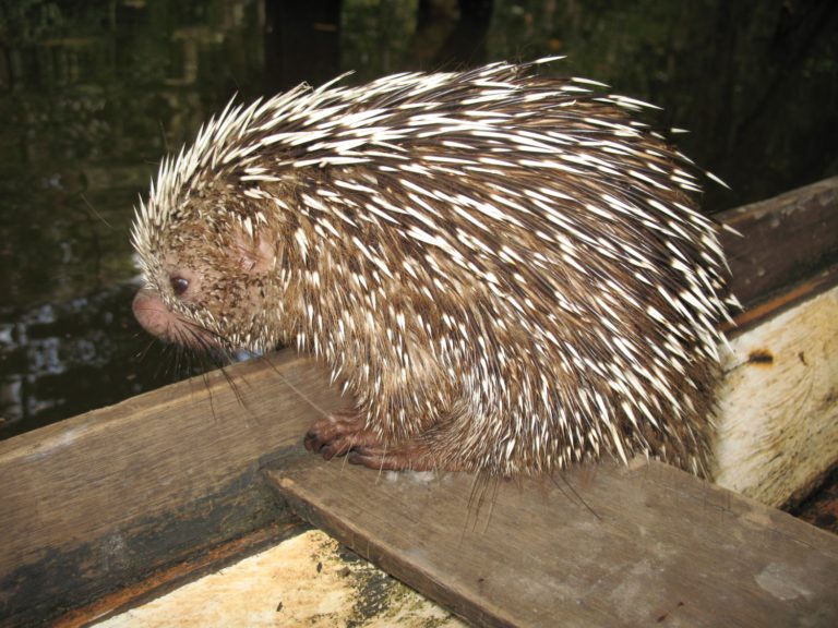 Porcoespinho características, espécies, fotos, curiosidades Animais