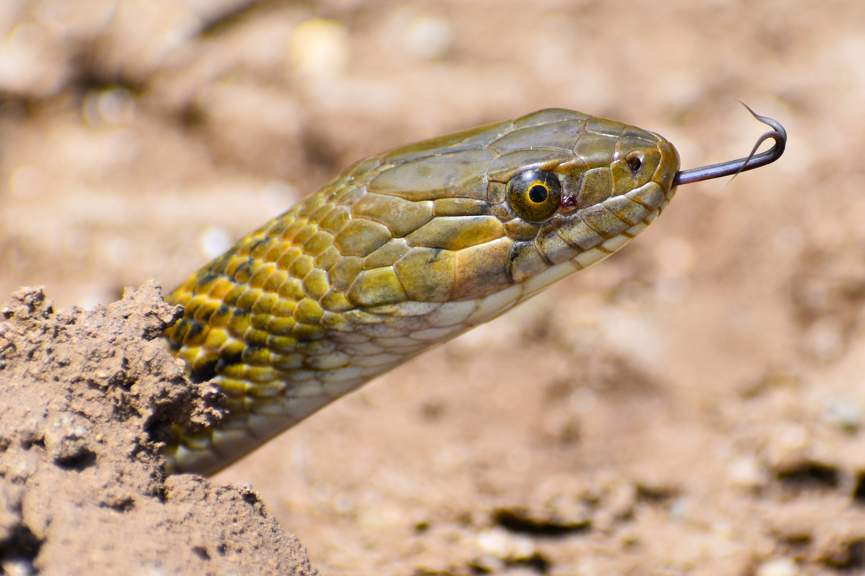 Serpentes ovíparas e serpentes vivíparas, entendam a diferença.