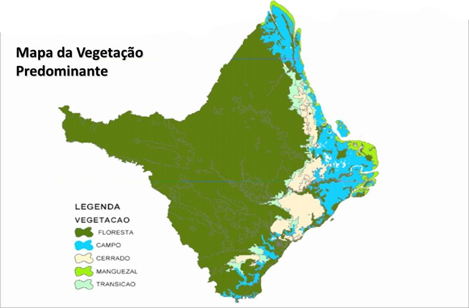 A vegetação brasileira: tipos, características e mapa