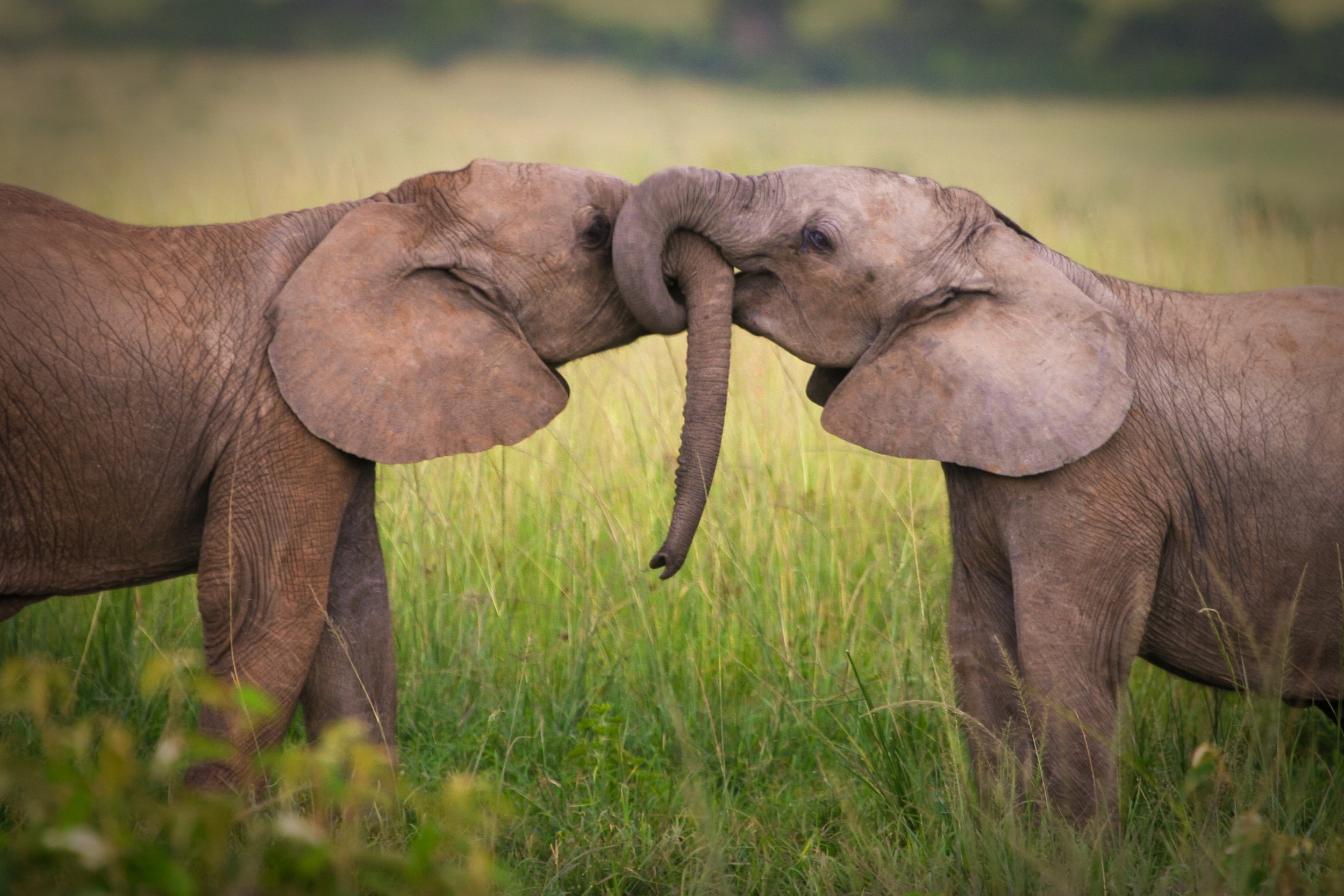 Animal coupling. Слоны. Любовь животных. Слоны обнимаются. Слоники любовь.