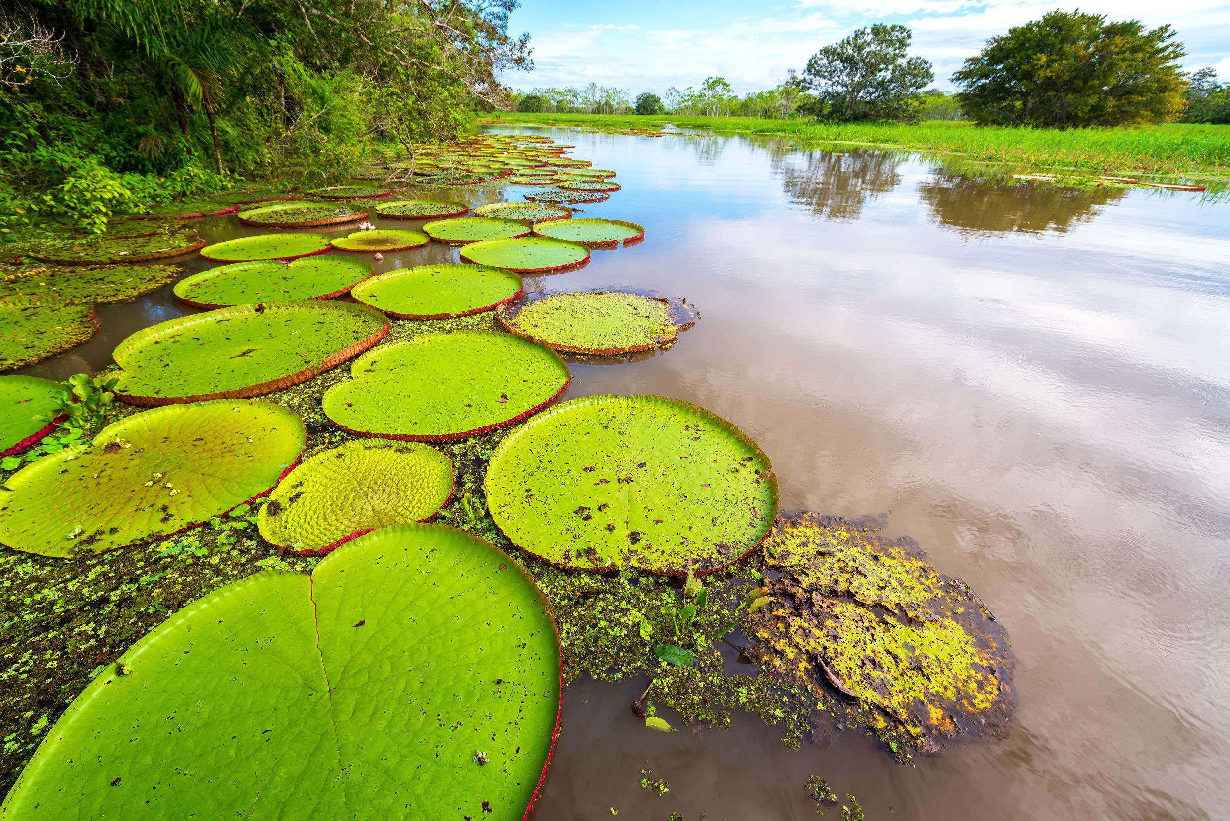 Clima e Vegetação Do Brasil, PDF, Floresta Amazônica