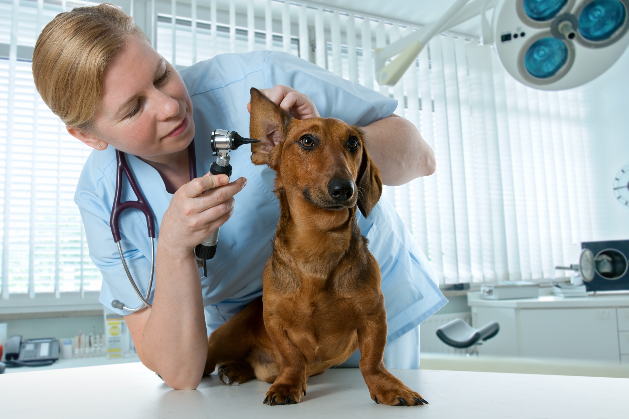 Exames de rotina em cães - Medicina veterinária - InfoEscola