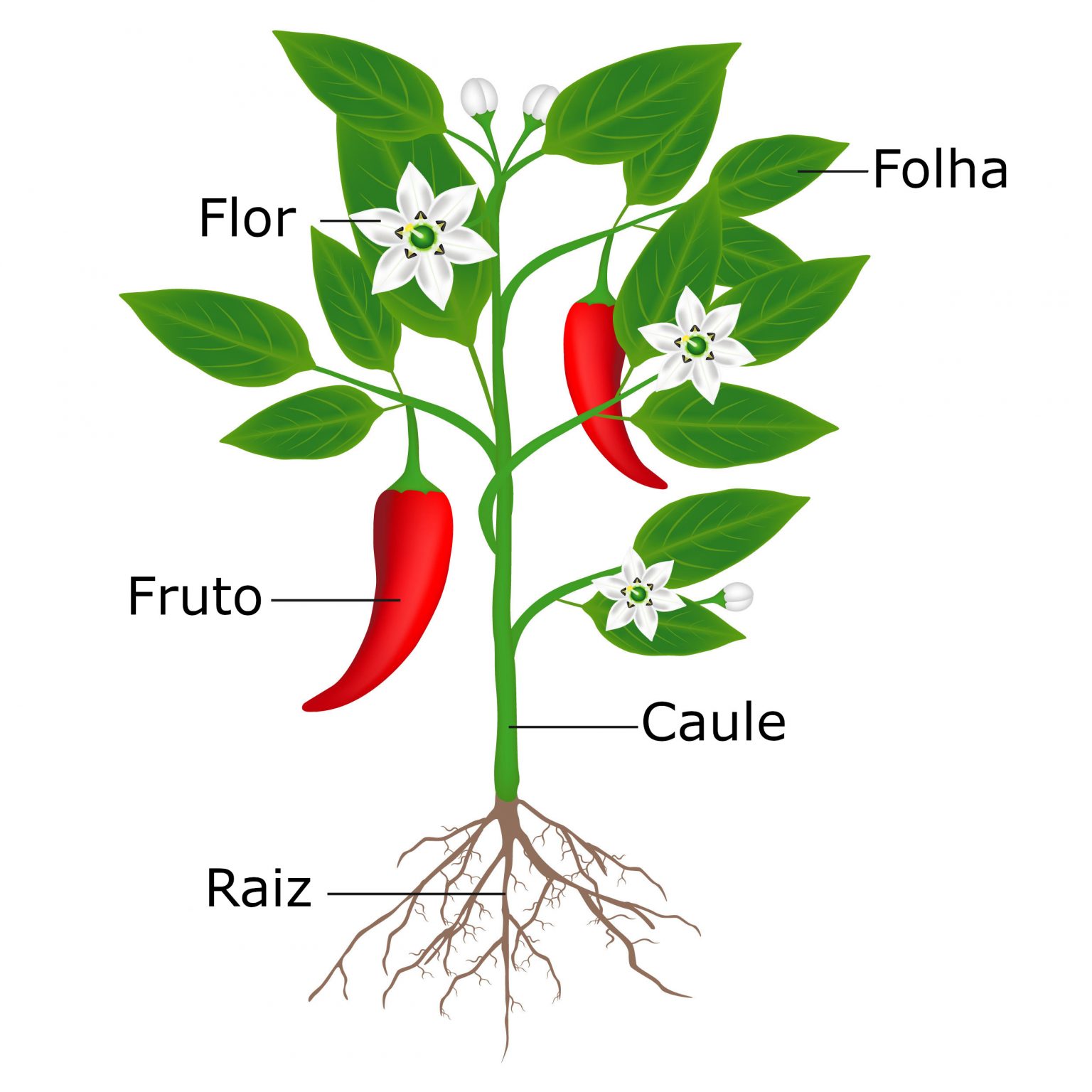 Exemplo De Duas Plantas Medicinais Com Caule Folha E Raiz