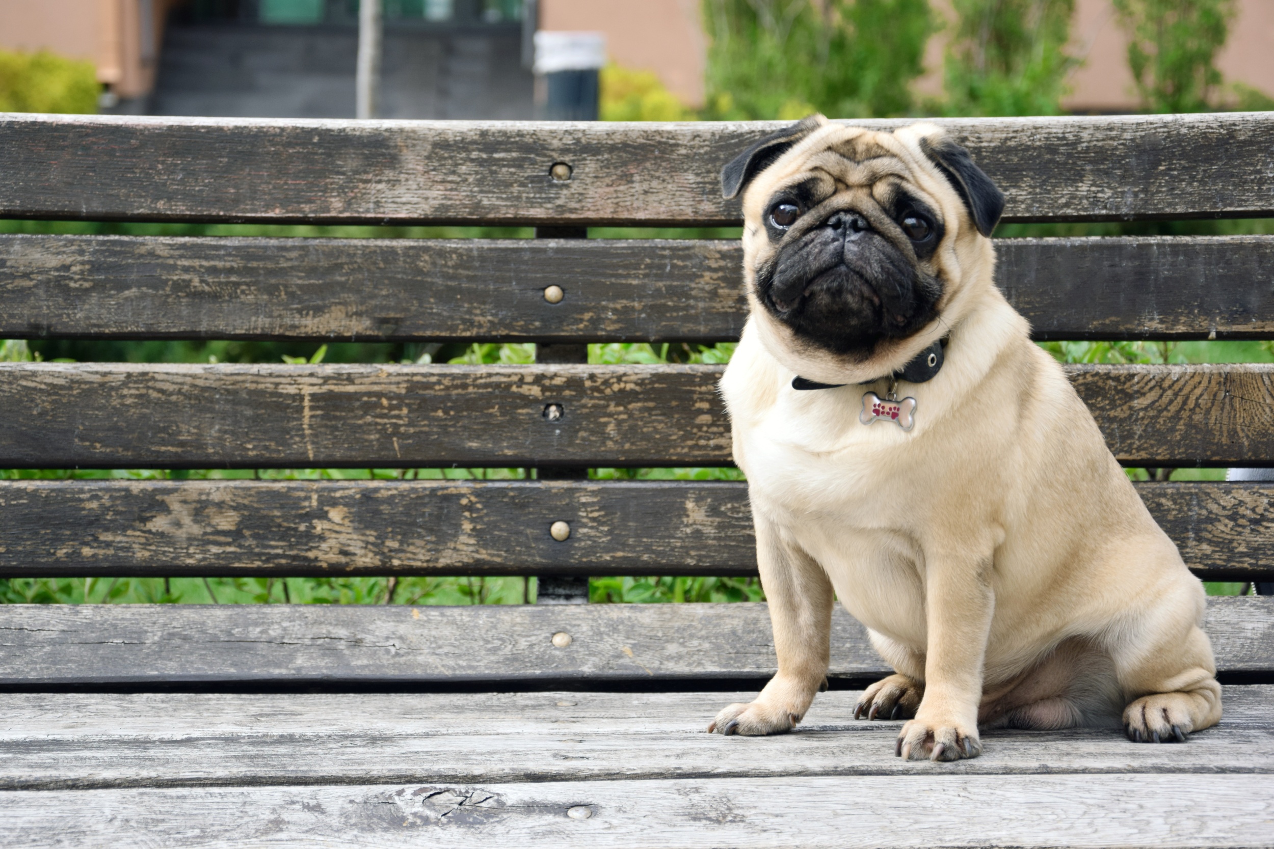 Problemas de saúde dos pugs - Medicina Veterinária - InfoEscola