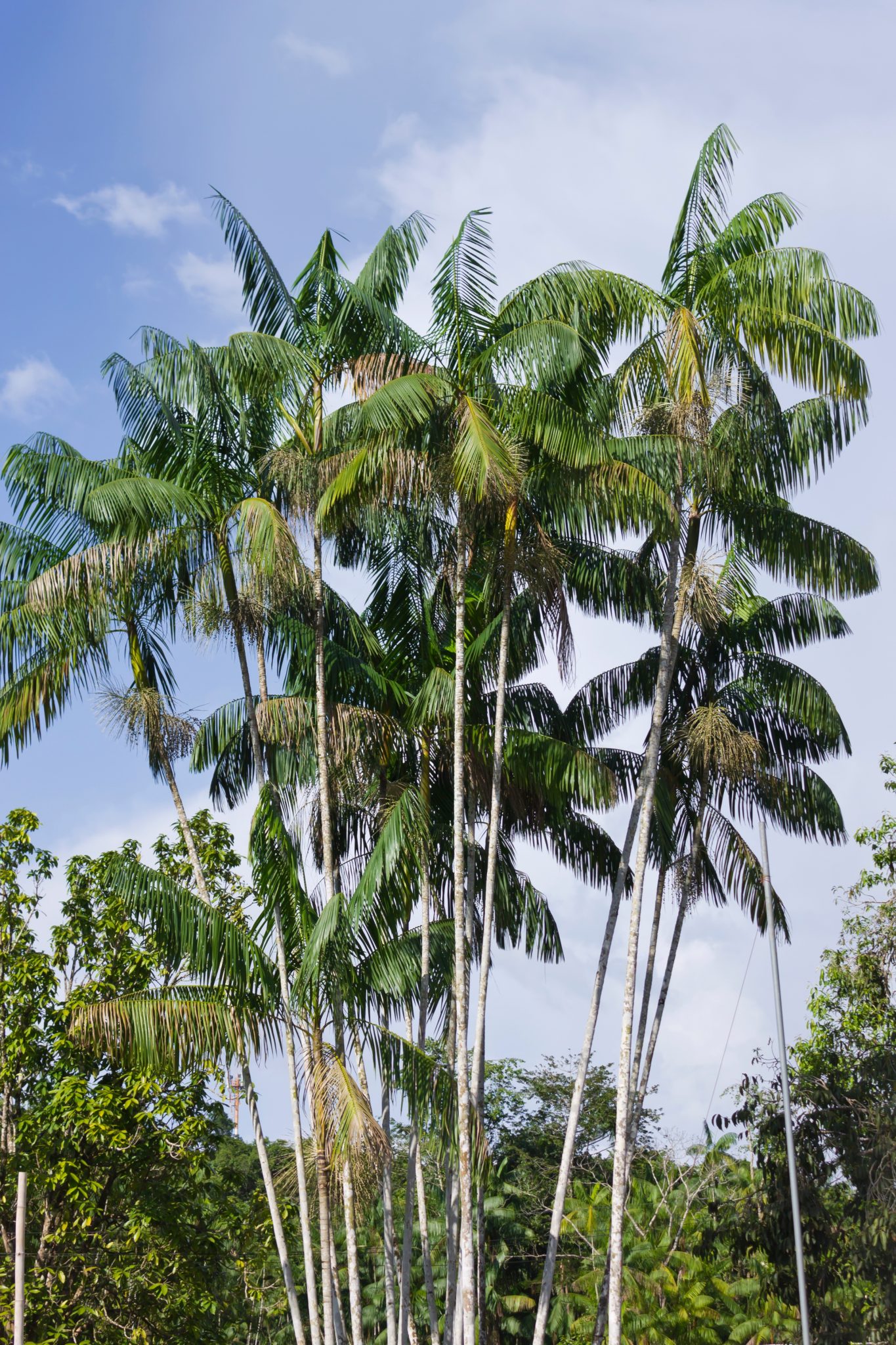 Açaí espécies, características, frutos de açaí, utilização, fotos InfoEscola